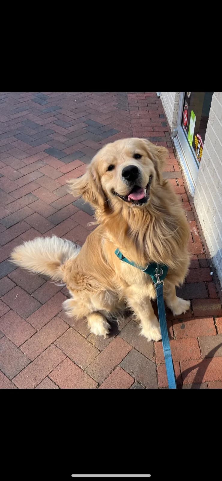 Buddy