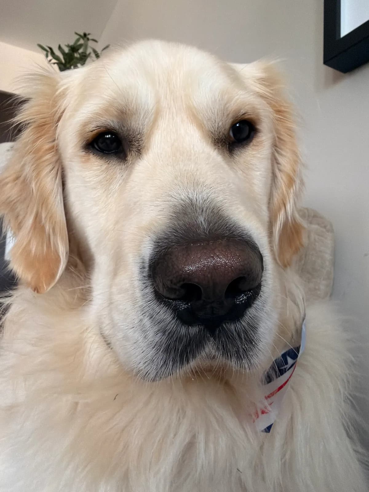 TeddyS, a golden retriever in Washington, DC