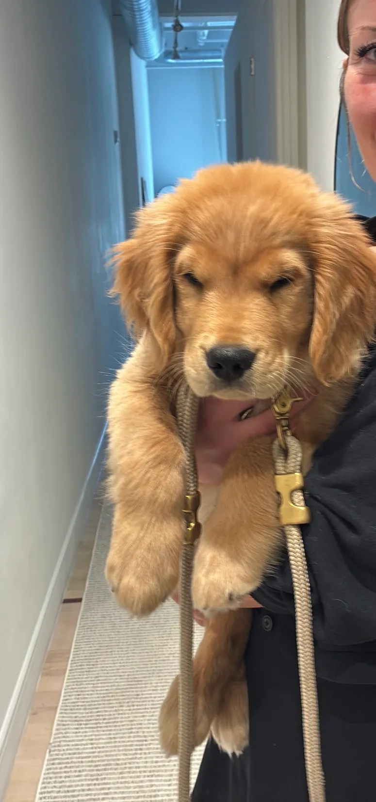 Humphrey, a golden retriever in 14th & U Streets/Logan Circle, Washington, DC