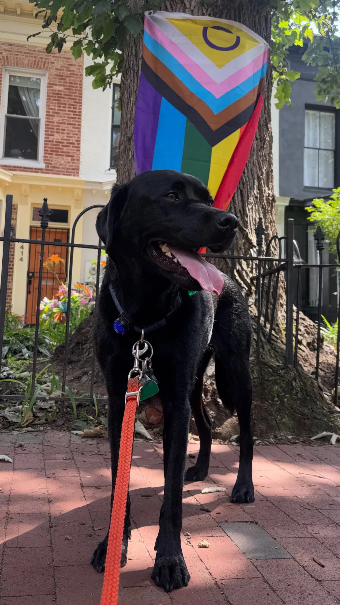 Char, a dog in 14th & U Streets/Logan Circle, DC