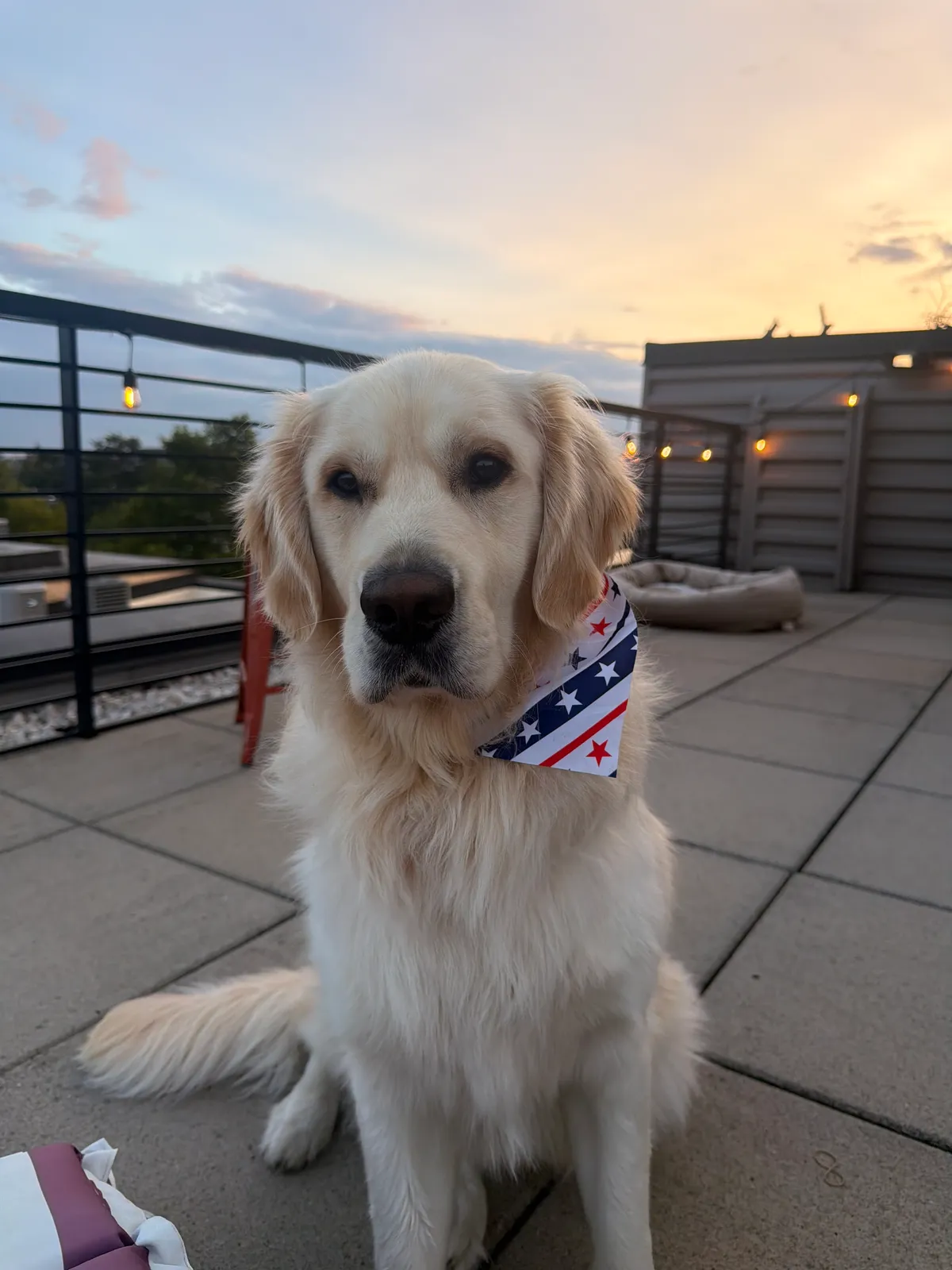Photo 2 of TeddyS, a golden retriever in Washington, DC