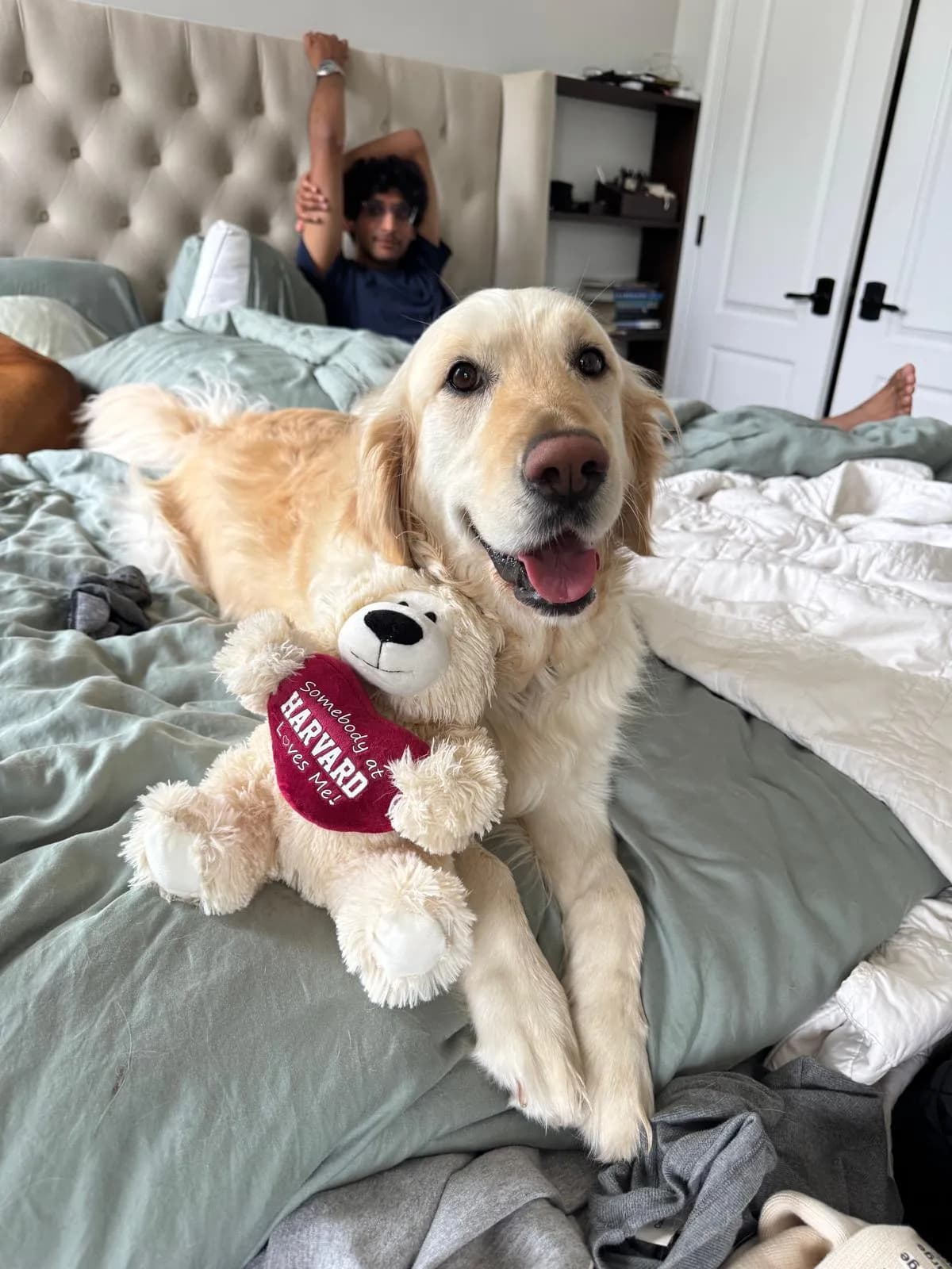 Photo 7 of Lumi, a golden retriever in Washington, DC