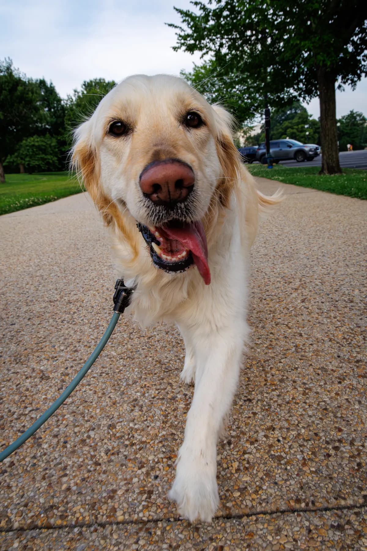 Photo 6 of Lumi, a golden retriever in Washington, DC