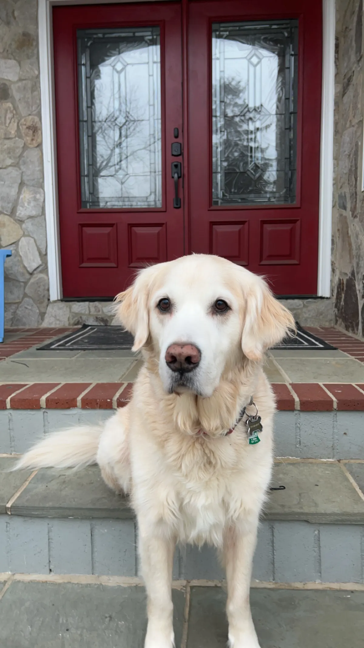 Photo 2 of Apollo, a golden retriever in Washington, DC