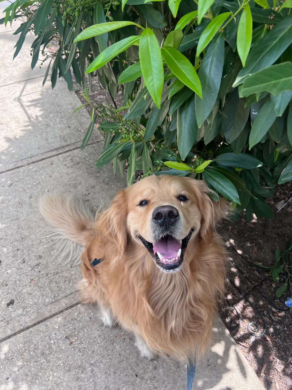 Buddy