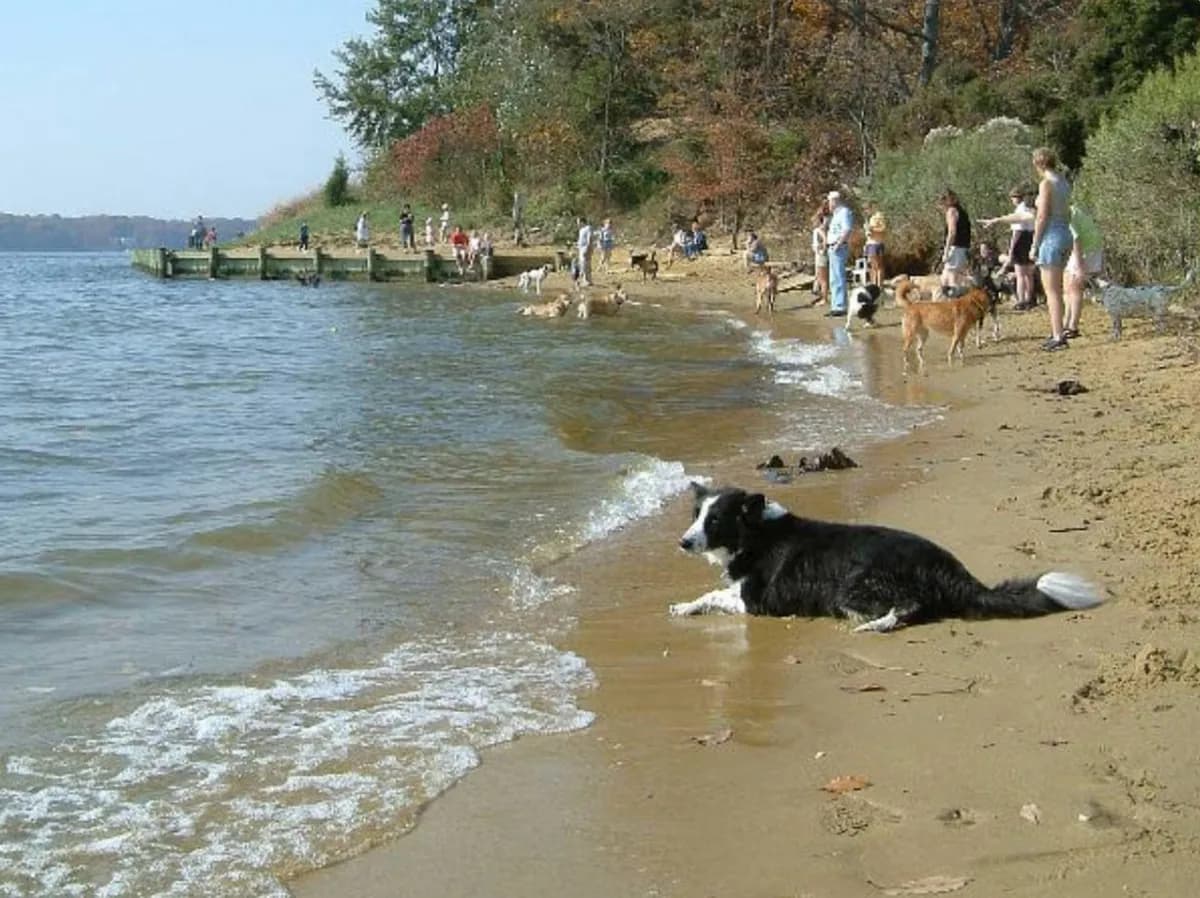 Quiet Waters Park Dog Park and Beach