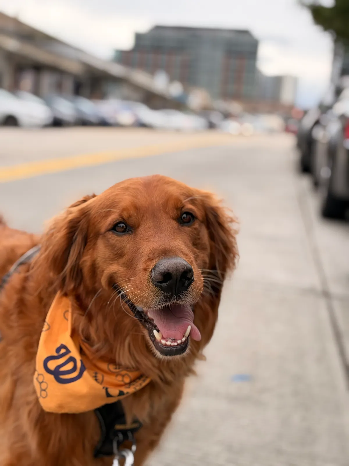 Beans, a golden retriever in Washington, DC