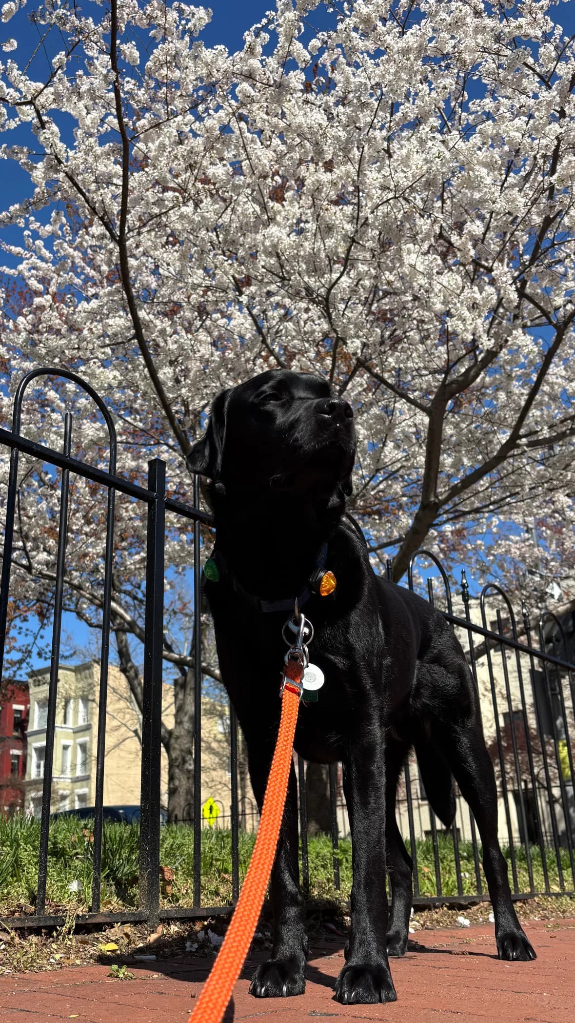Char, a dog in 14th & U Streets/Logan Circle, DC