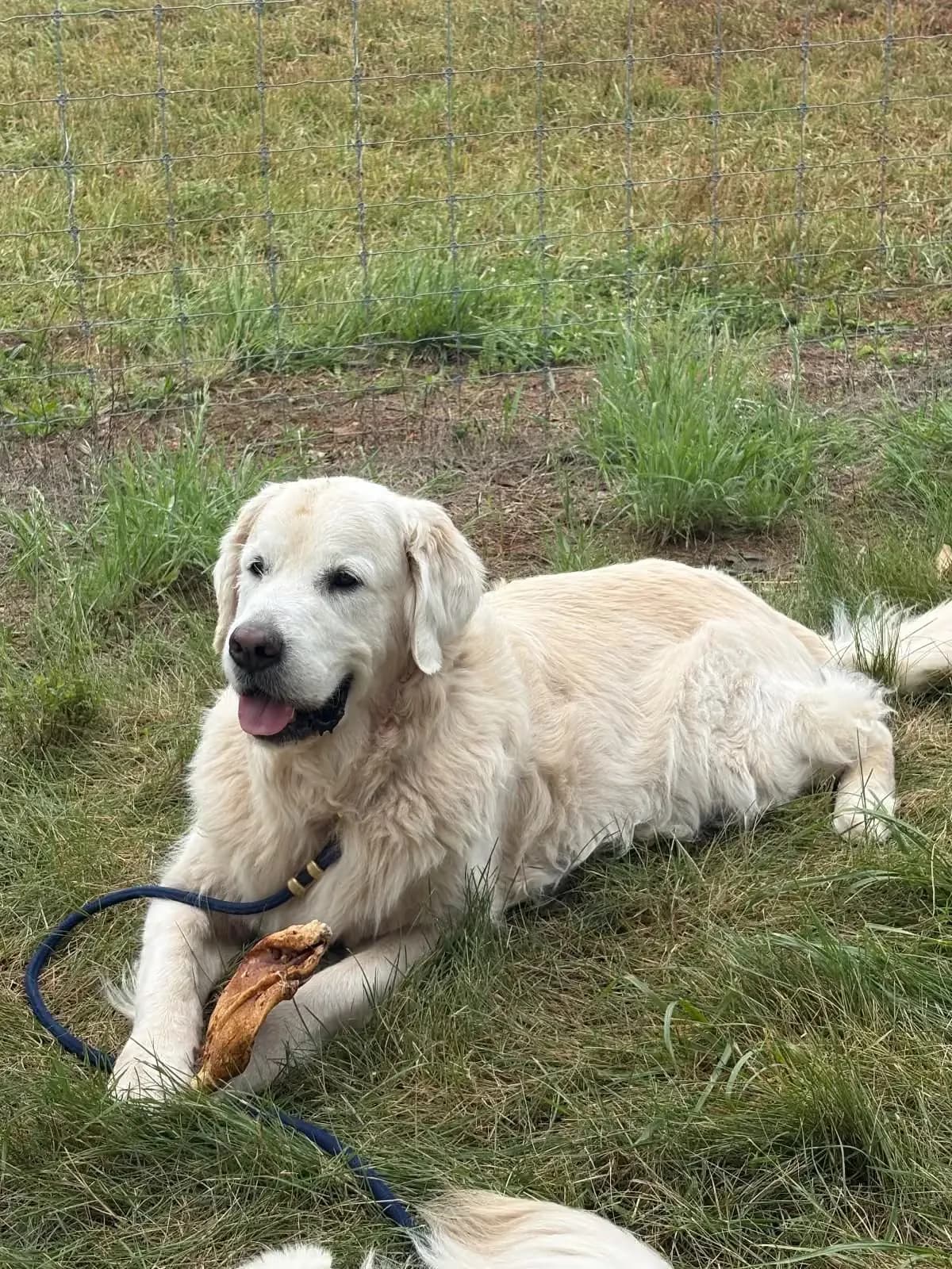 Teddy, a golden retriever in 14th & U Streets/Logan Circle, Washington, DC