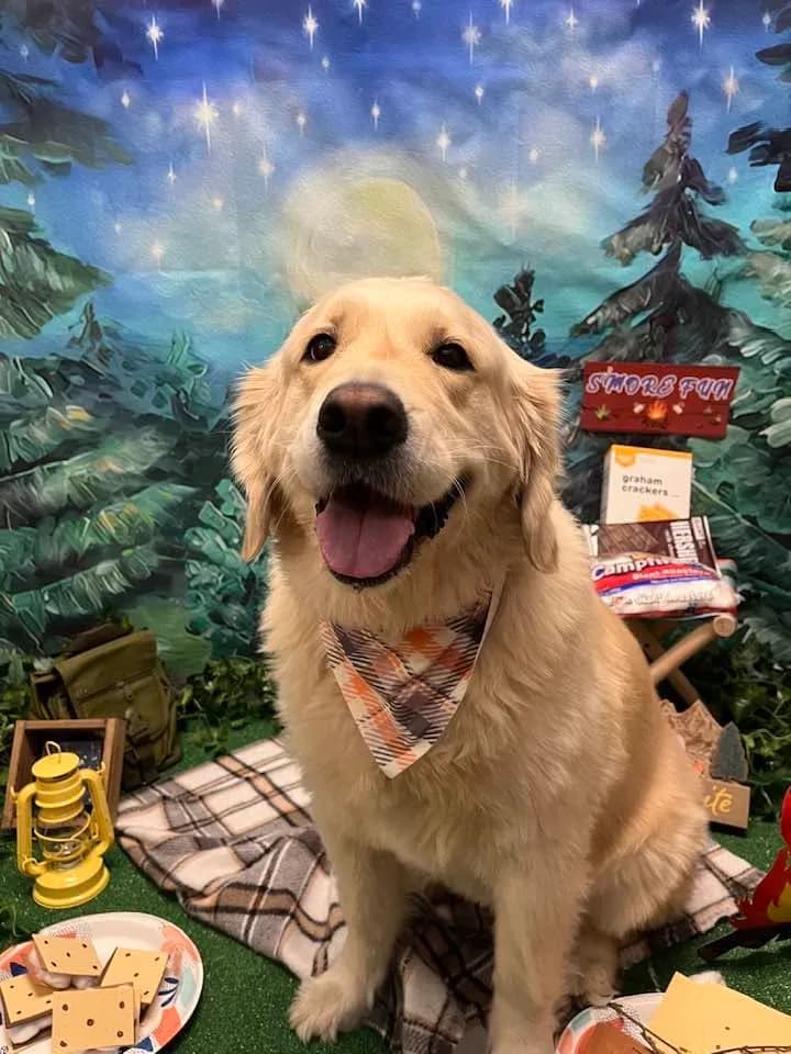 EllieMae, a golden retriever in Washington, DC