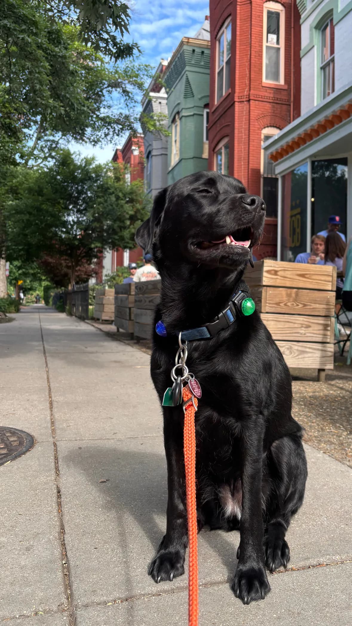 Char, a dog in 14th & U Streets/Logan Circle, DC