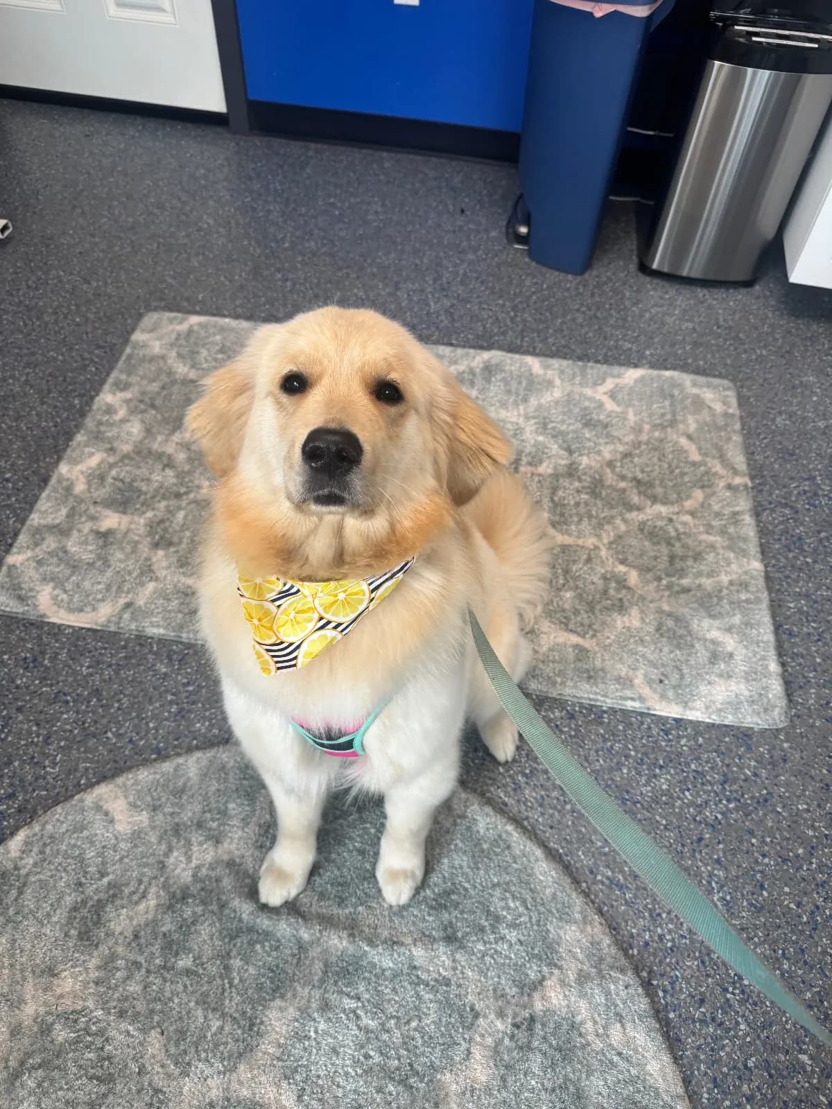 Photo 3 of Bobbie, a golden retriever in Washington, DC