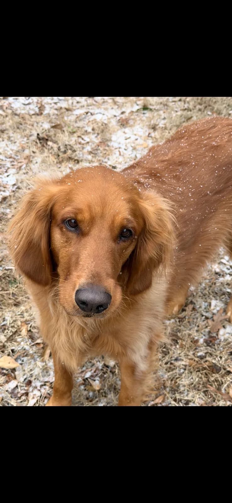 Photo 2 of Juneau, a golden retriever in Washington, DC