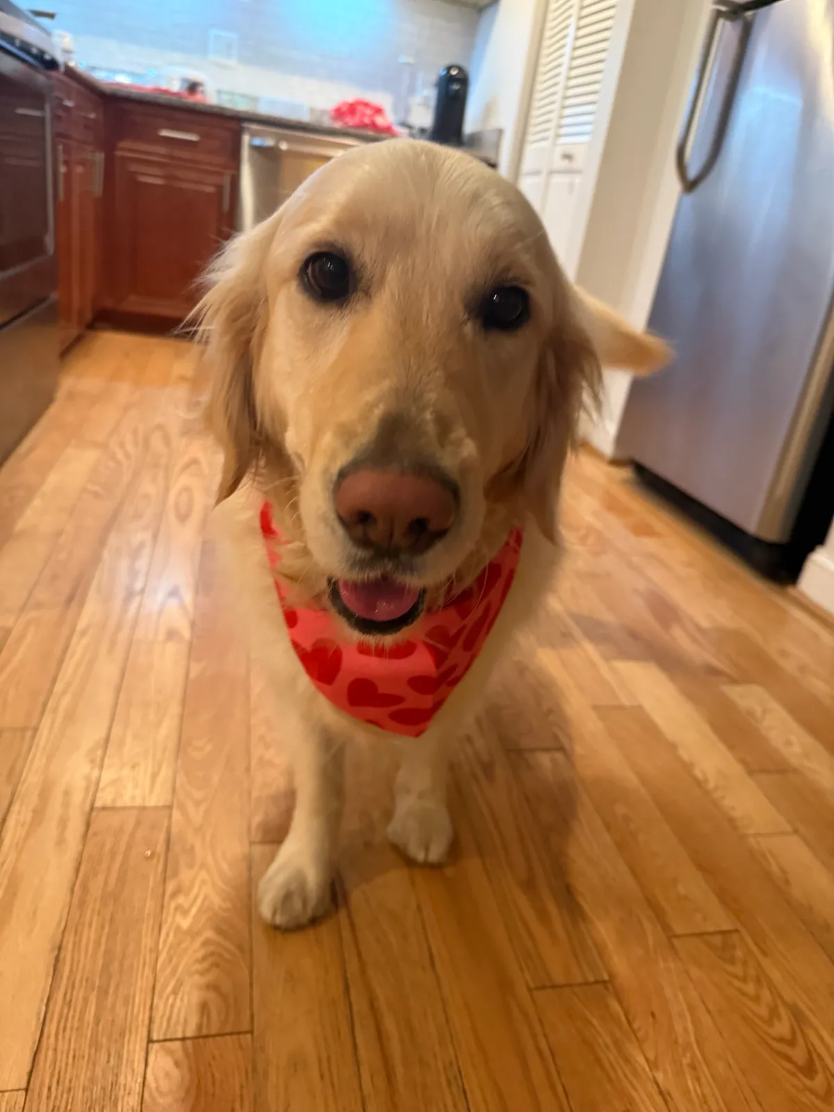 Photo 4 of Lumi, a golden retriever in Washington, DC