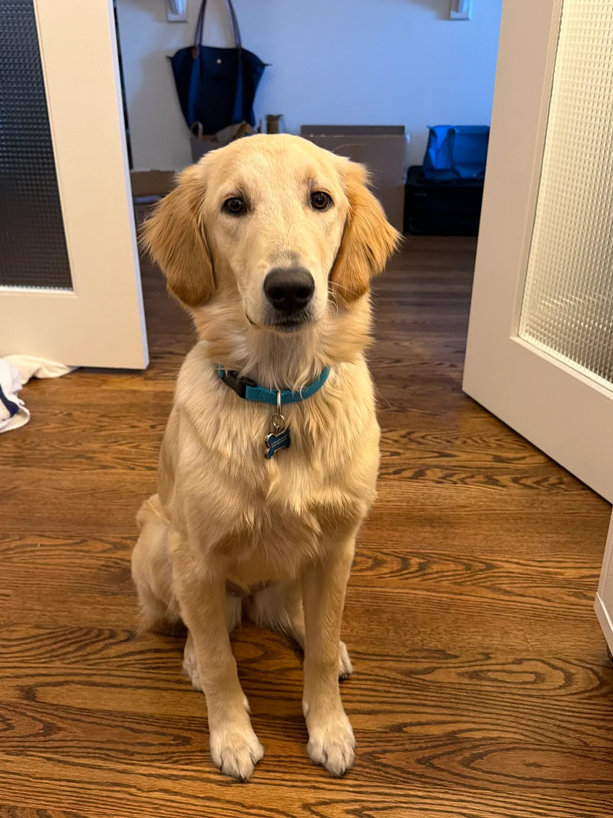 Maddie, a golden retriever in Virginia, VA