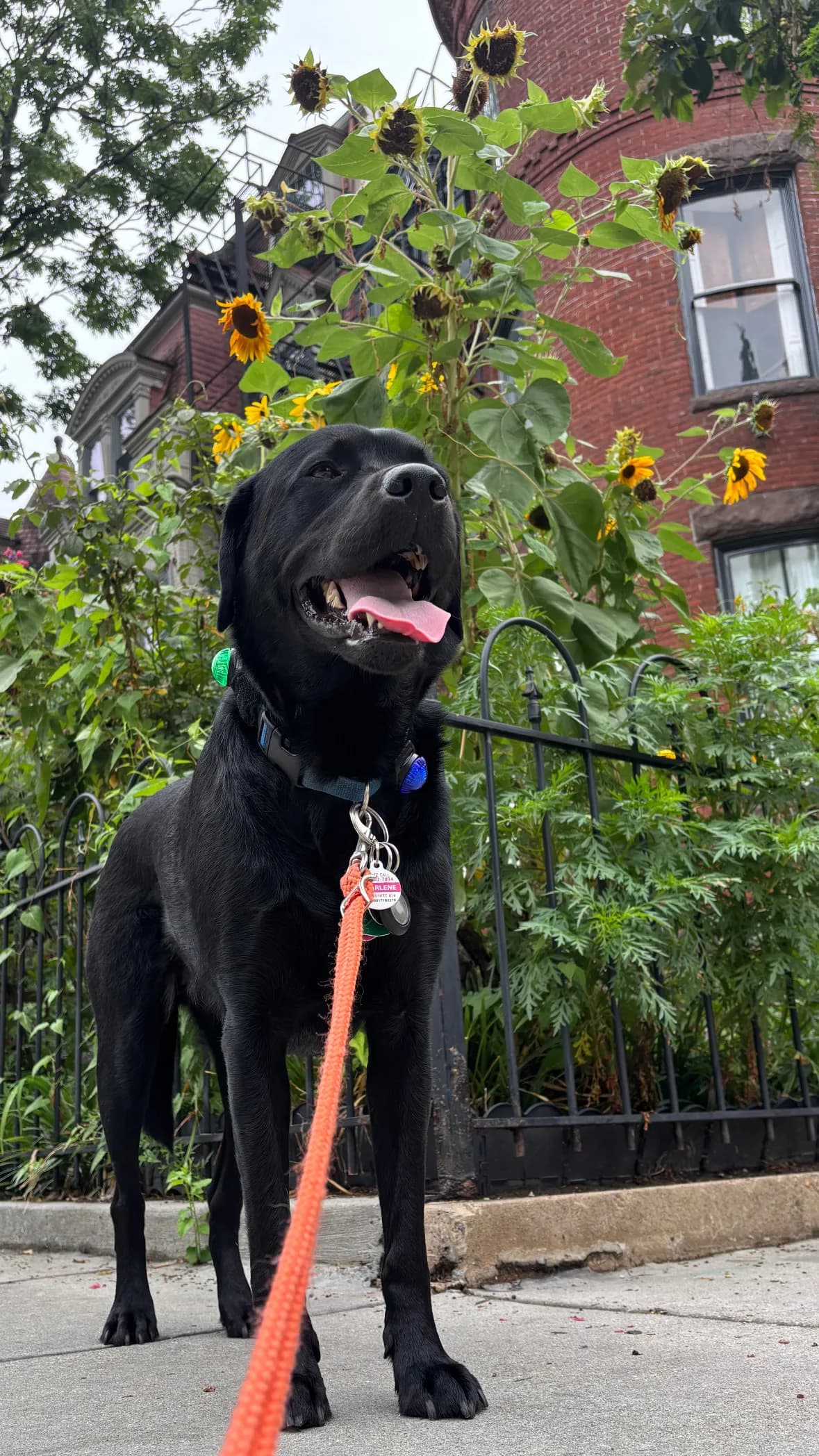 Char, a dog in 14th & U Streets/Logan Circle, DC