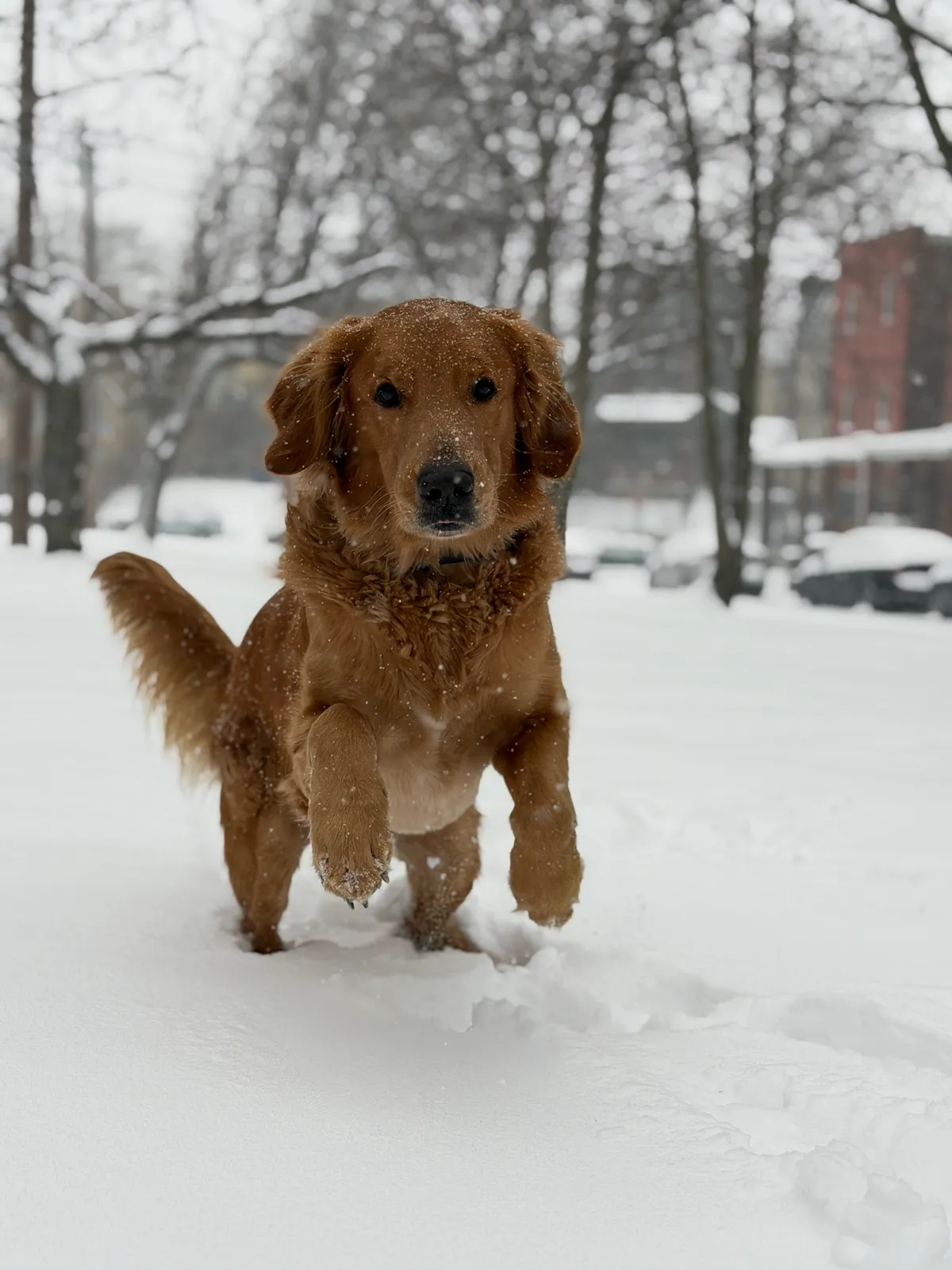 Bentley