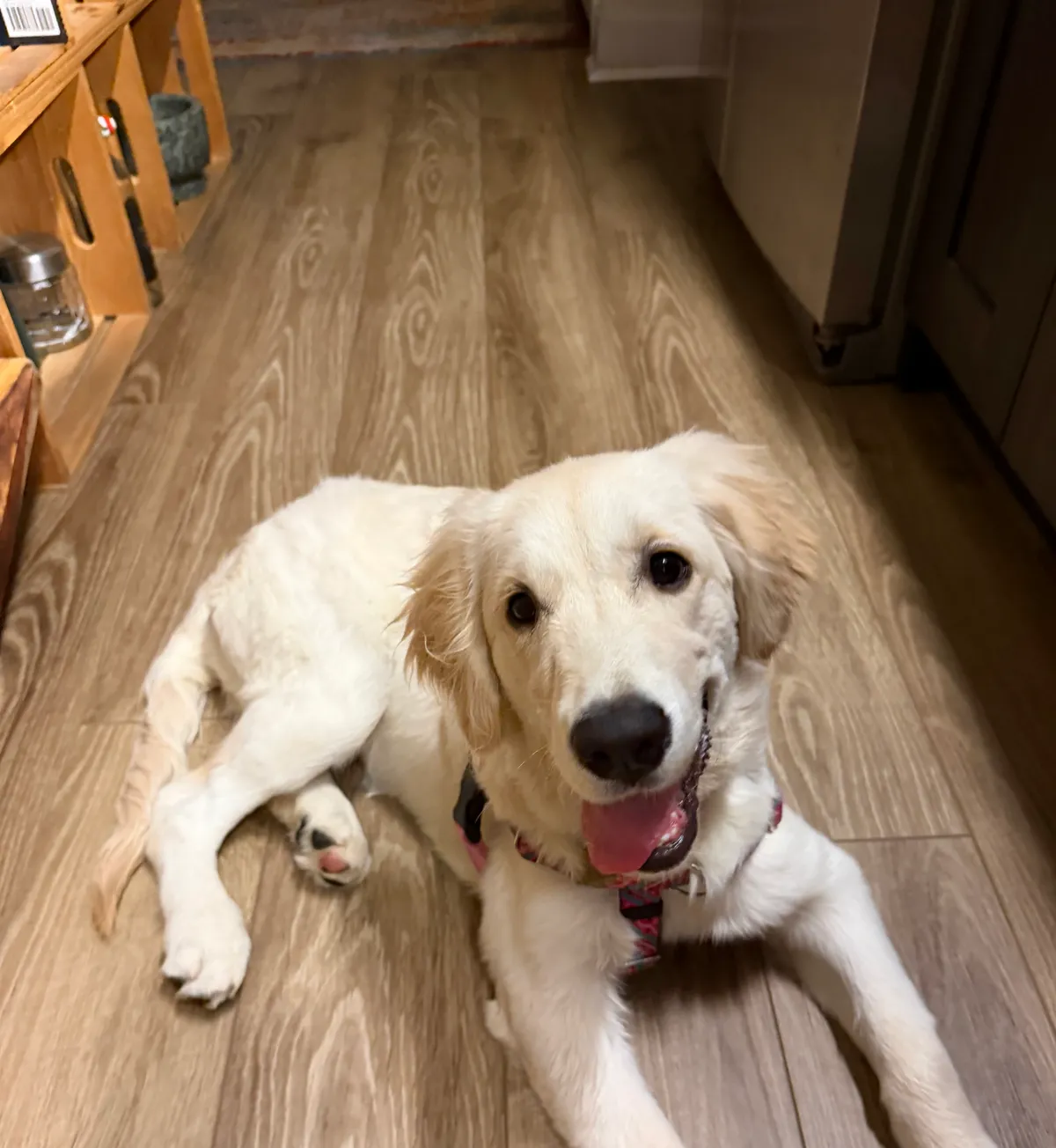 Luna, a golden retriever in Washington, DC