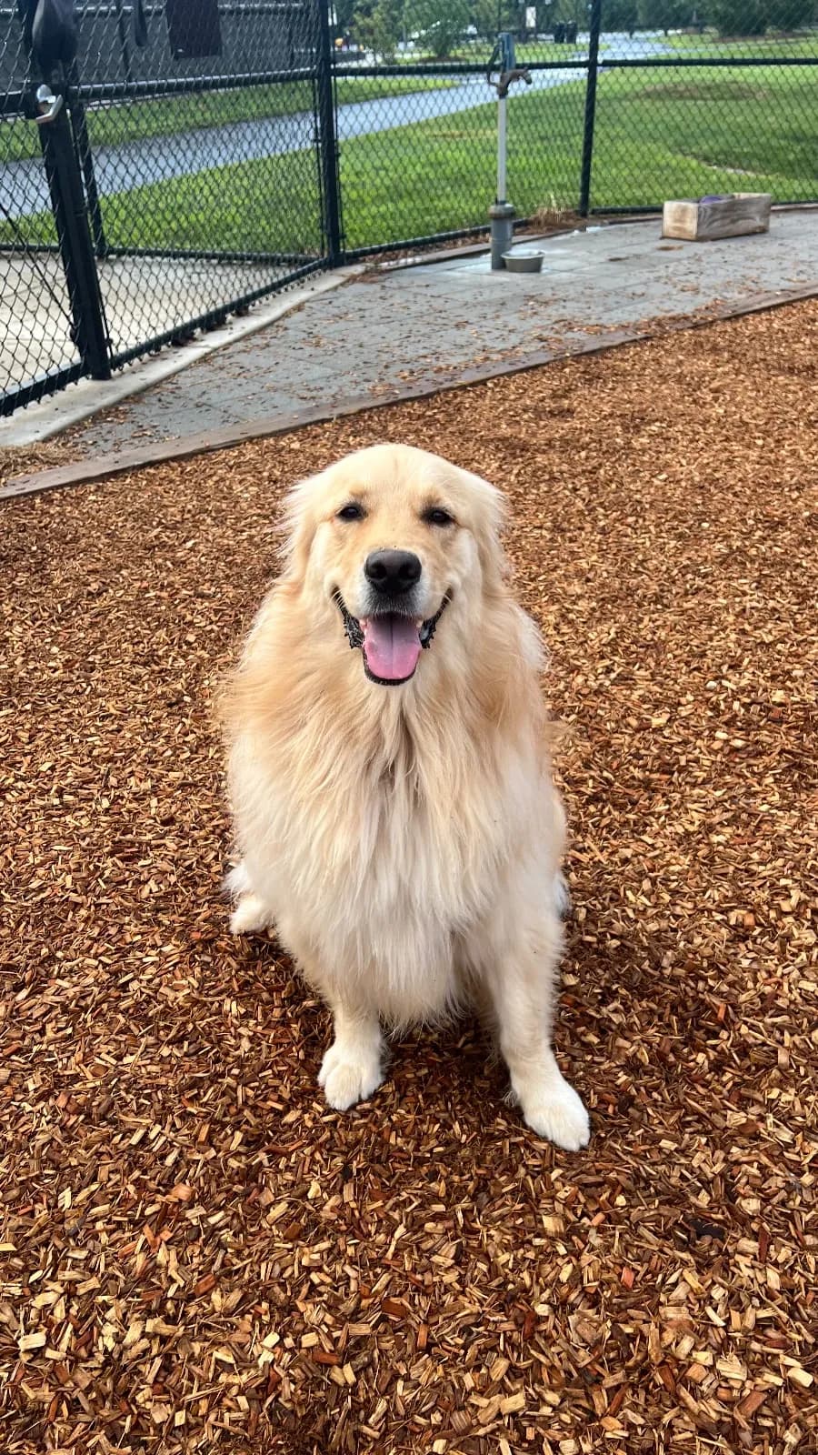 Photo 2 of Bentley, a golden retriever in Washington, DC