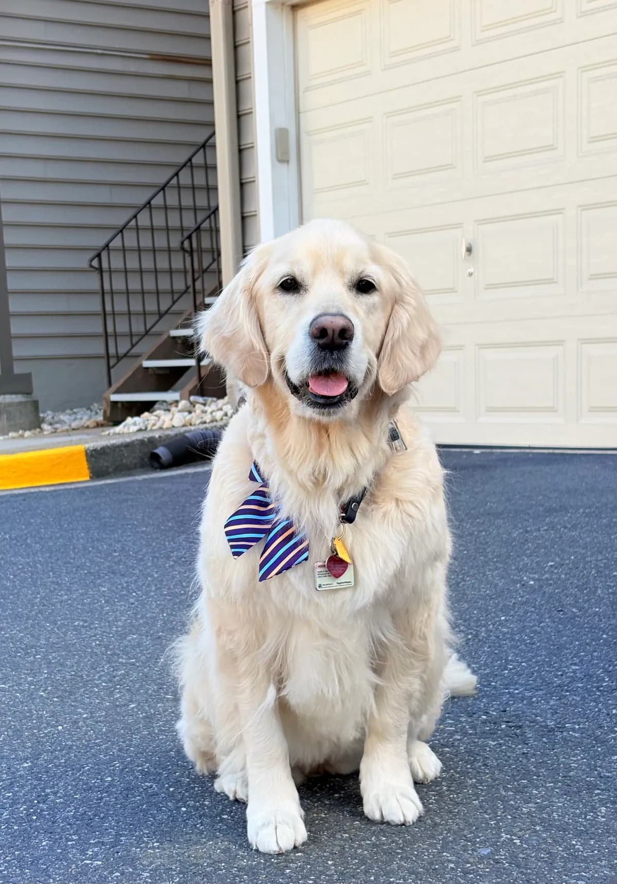 Holly, a golden retriever in Washington, DC