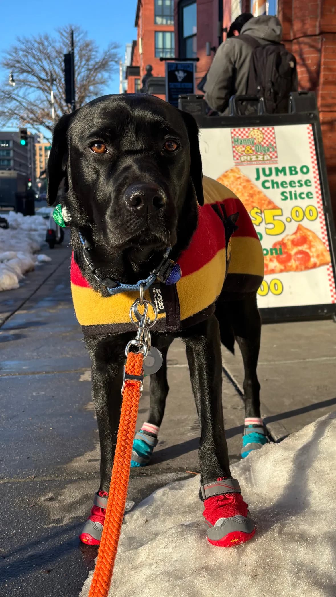 Char, a dog in 14th & U Streets/Logan Circle, DC
