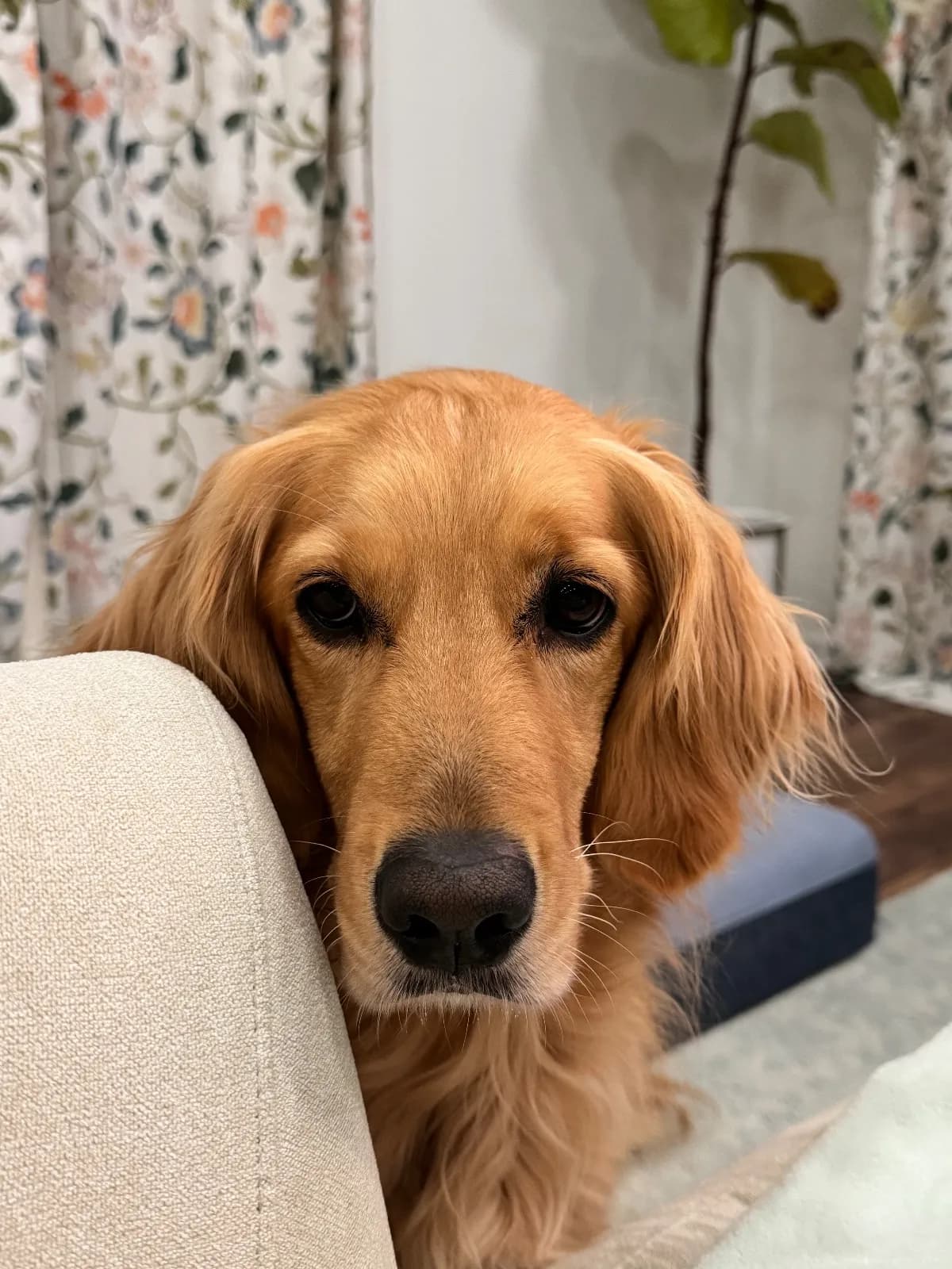 Photo 4 of Piper, a golden retriever in Washington, DC