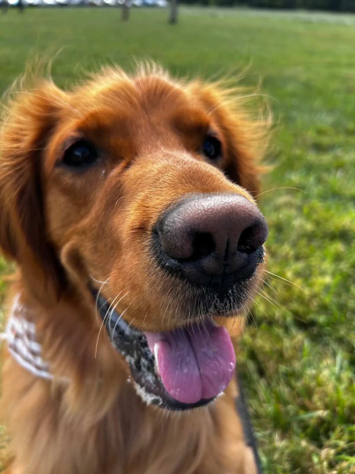 Saphiro, a golden retriever in Washington, DC