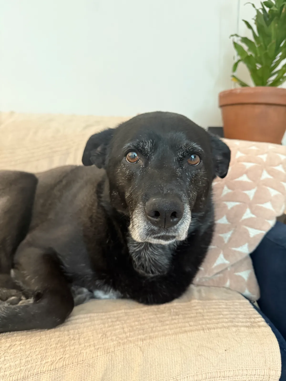 Mae, a dog in Woodley Park, DC
