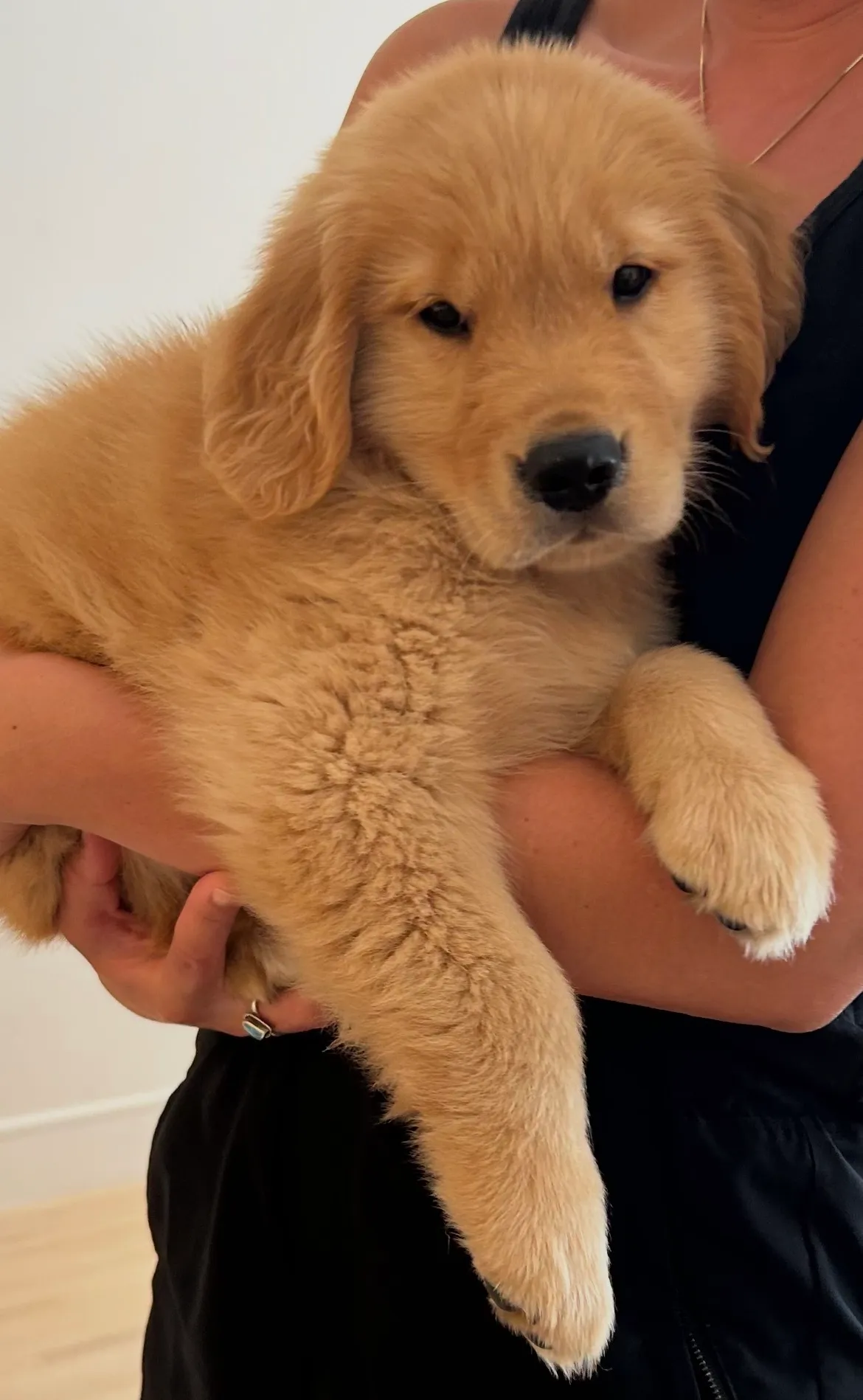 Humphrey, a golden retriever in 14th & U Streets/Logan Circle, DC