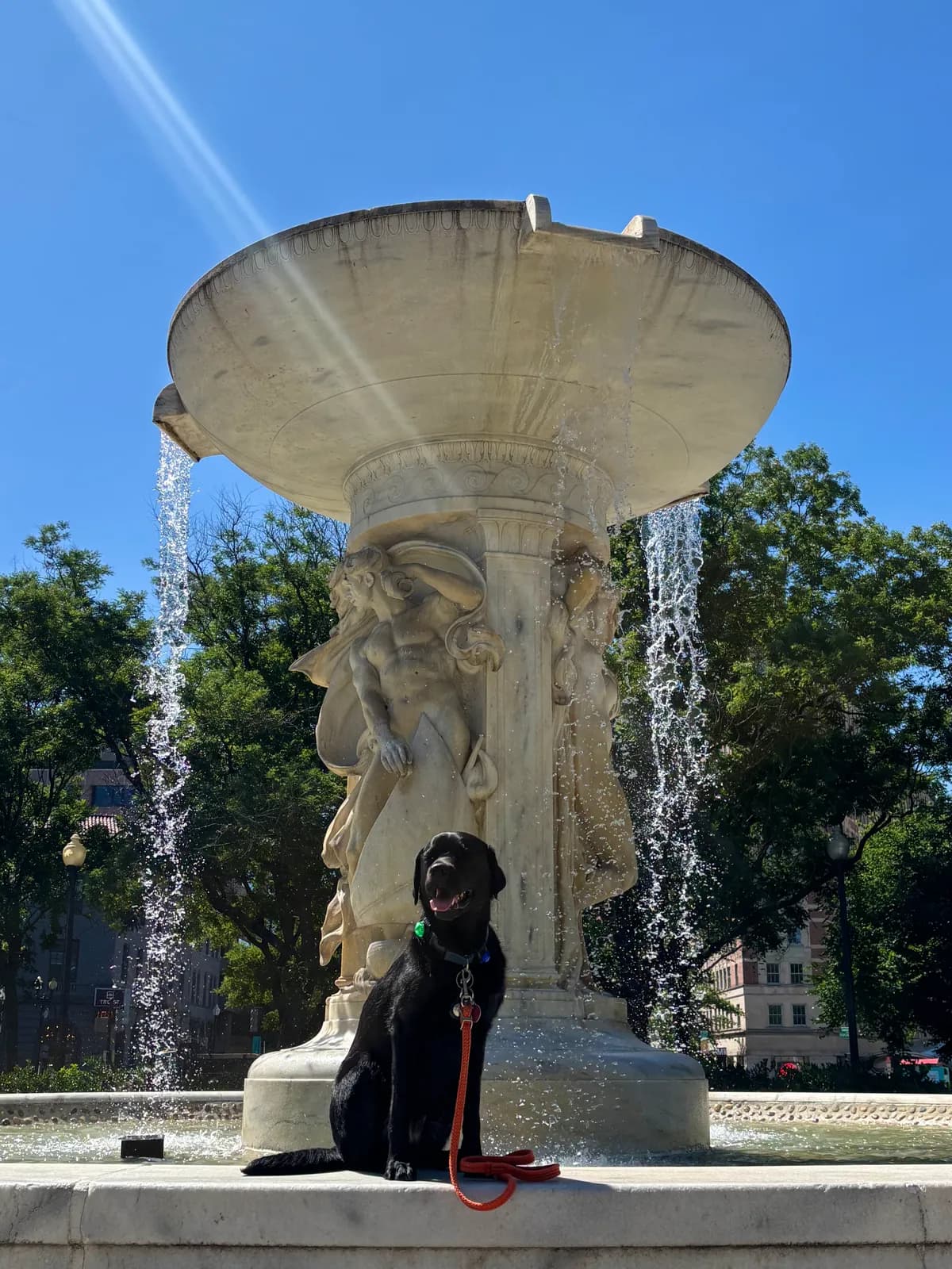 Char, a dog in 14th & U Streets/Logan Circle, DC