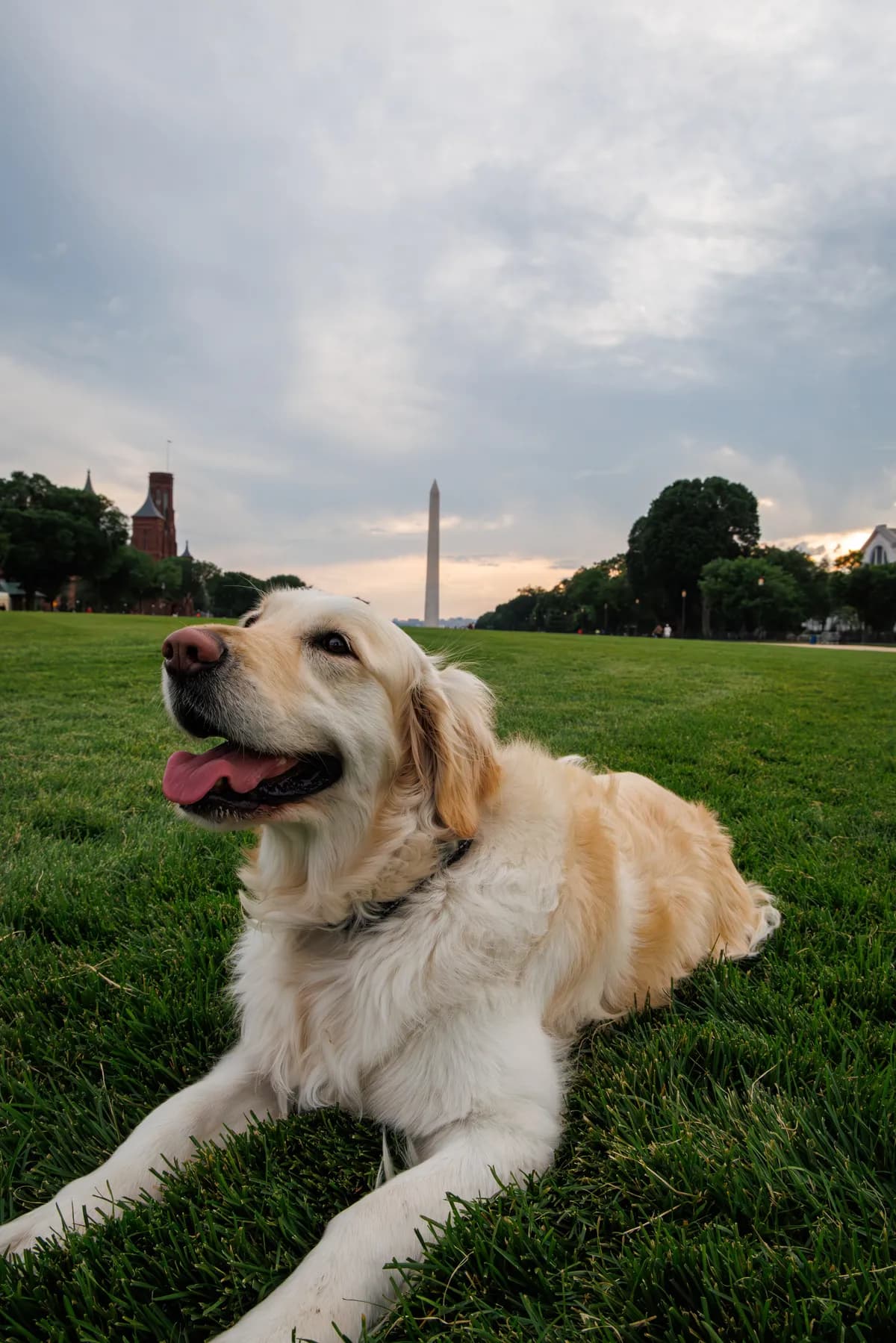 Photo 5 of Lumi, a golden retriever in Washington, DC