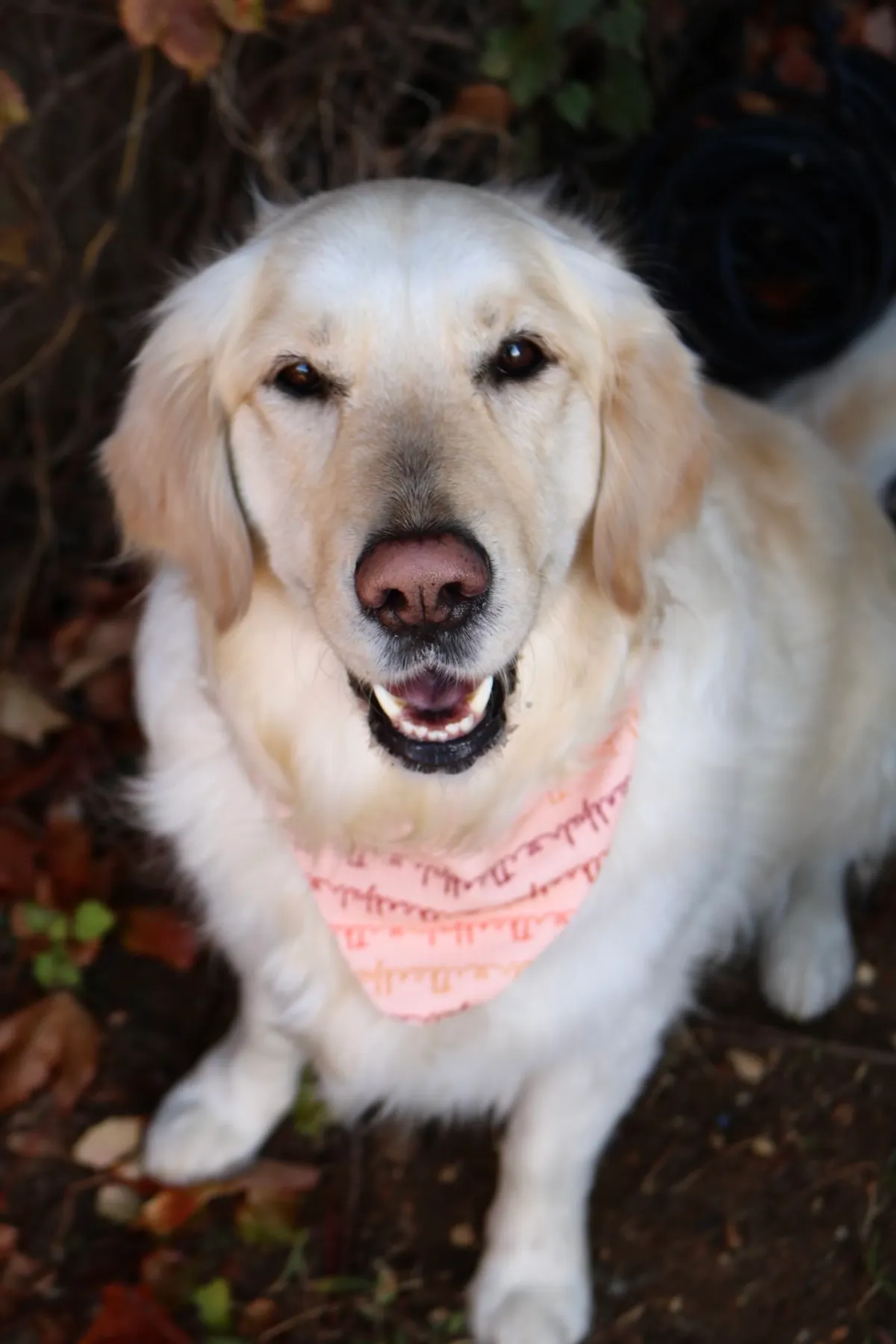 Lumi, a golden retriever in Washington, DC