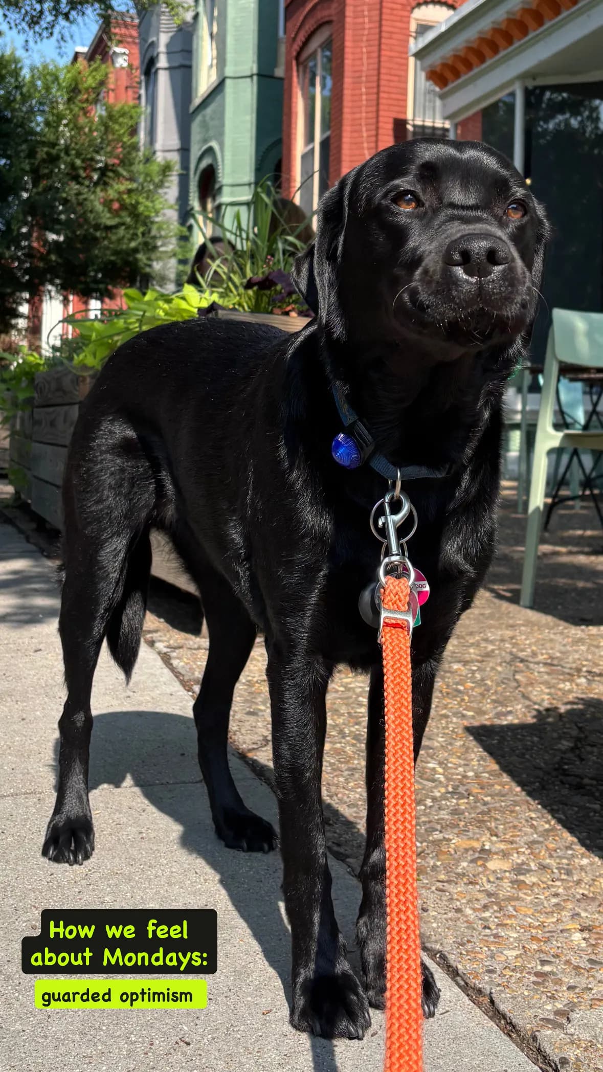 Char, a dog in 14th & U Streets/Logan Circle, DC
