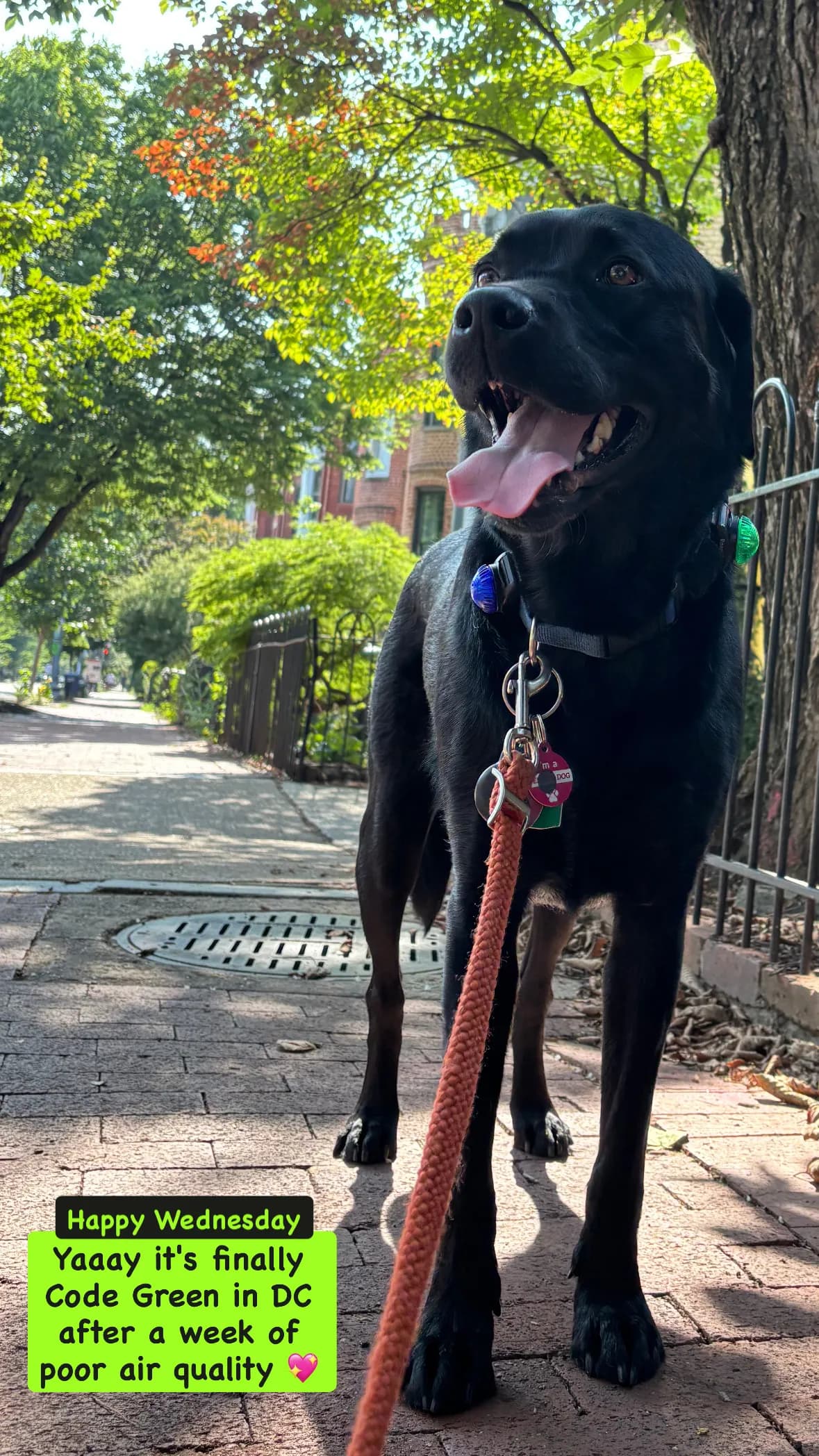 Char, a dog in 14th & U Streets/Logan Circle, DC