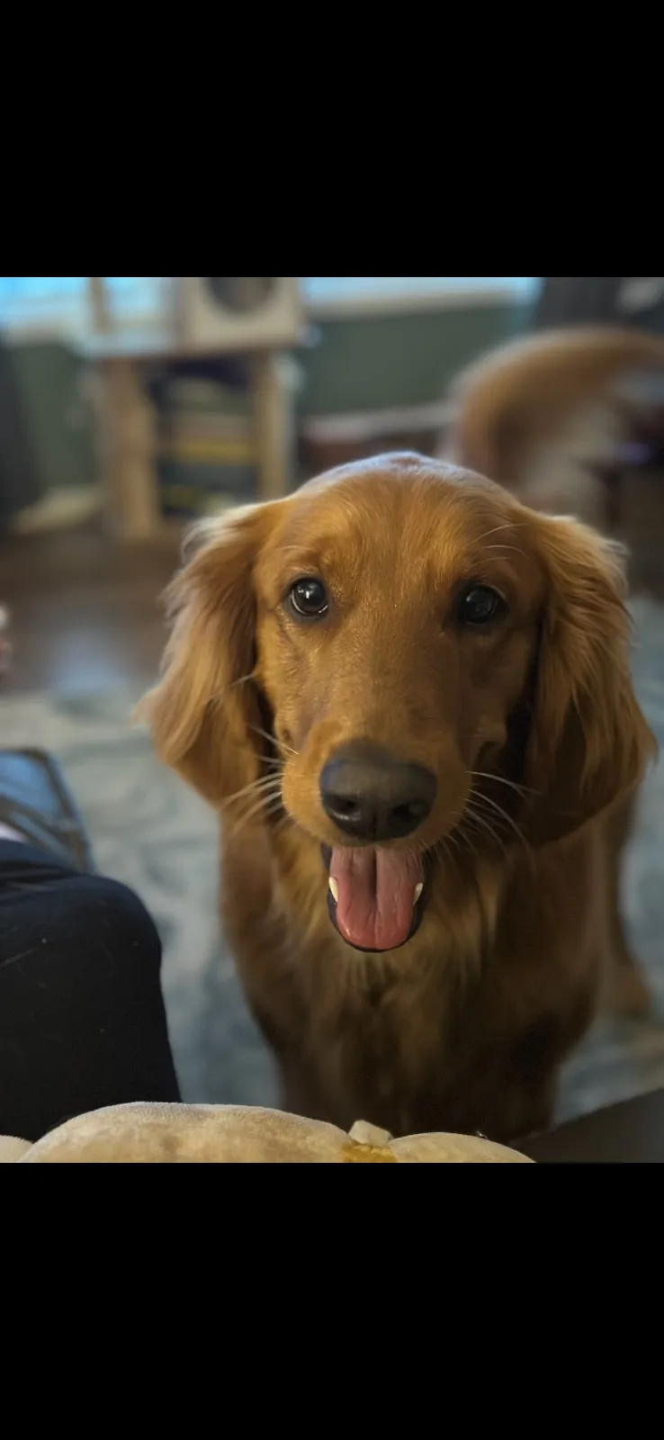 Juneau, a golden retriever in Washington, DC
