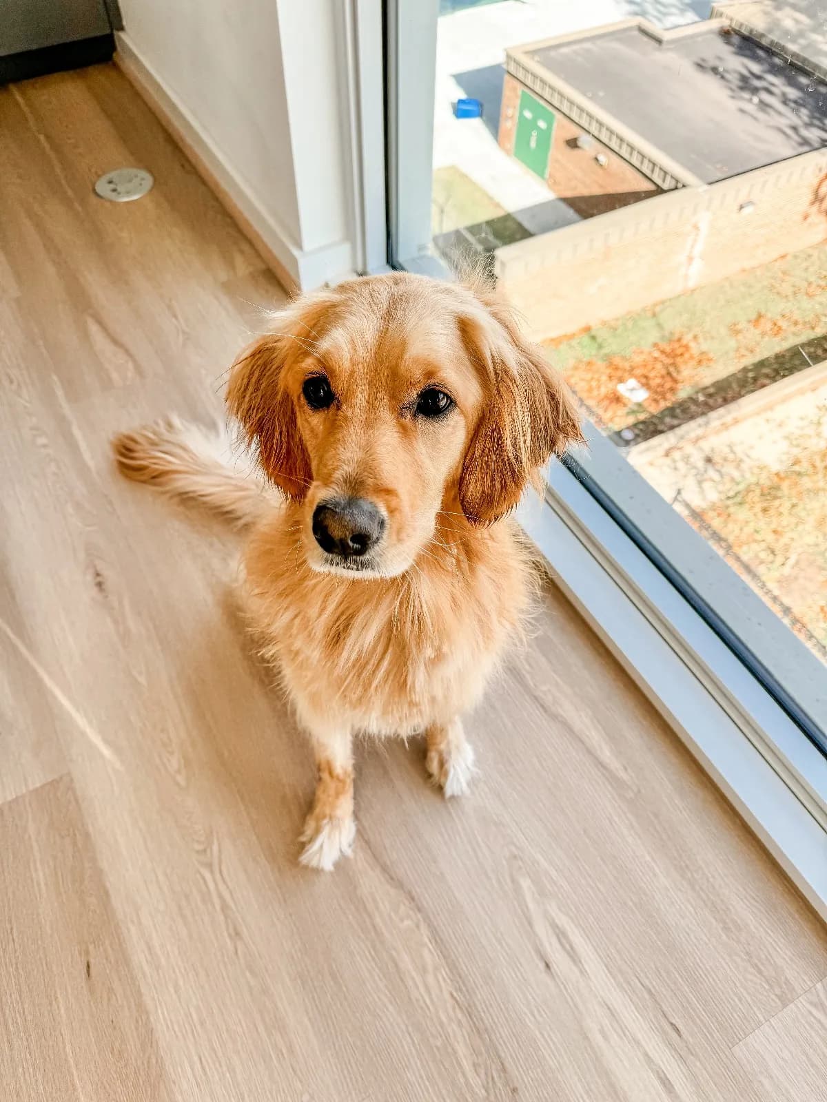 Piper, a golden retriever in Washington, DC