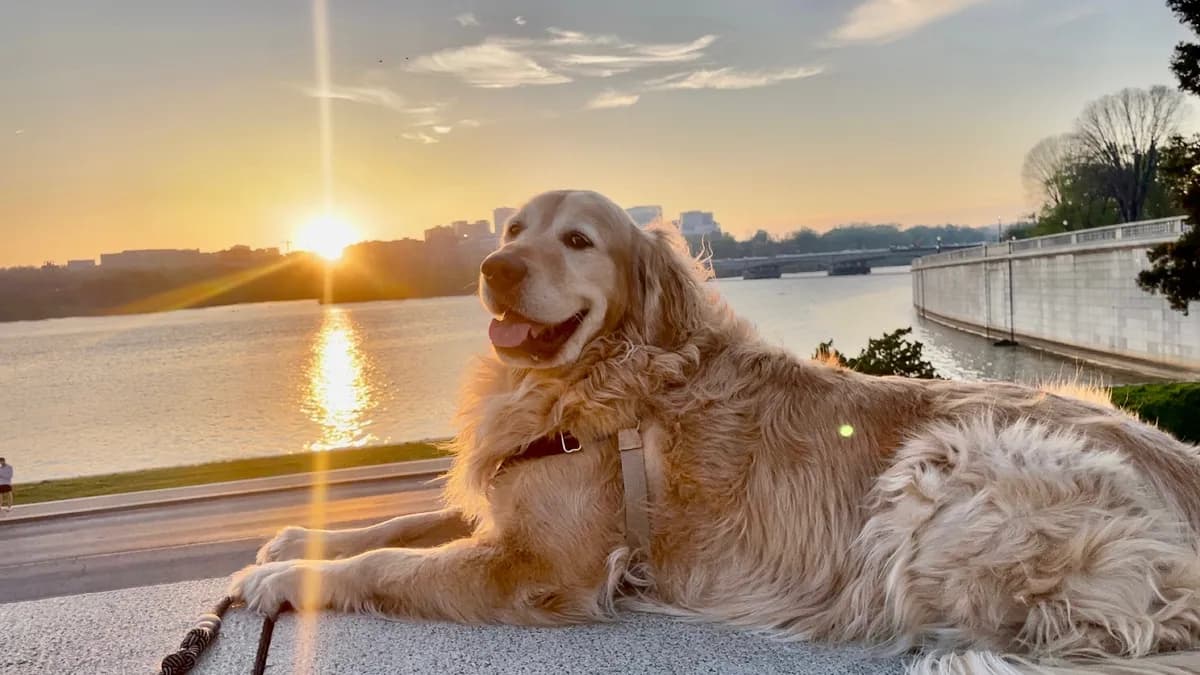 Photo 4 of Goose, a golden retriever in Washington, DC