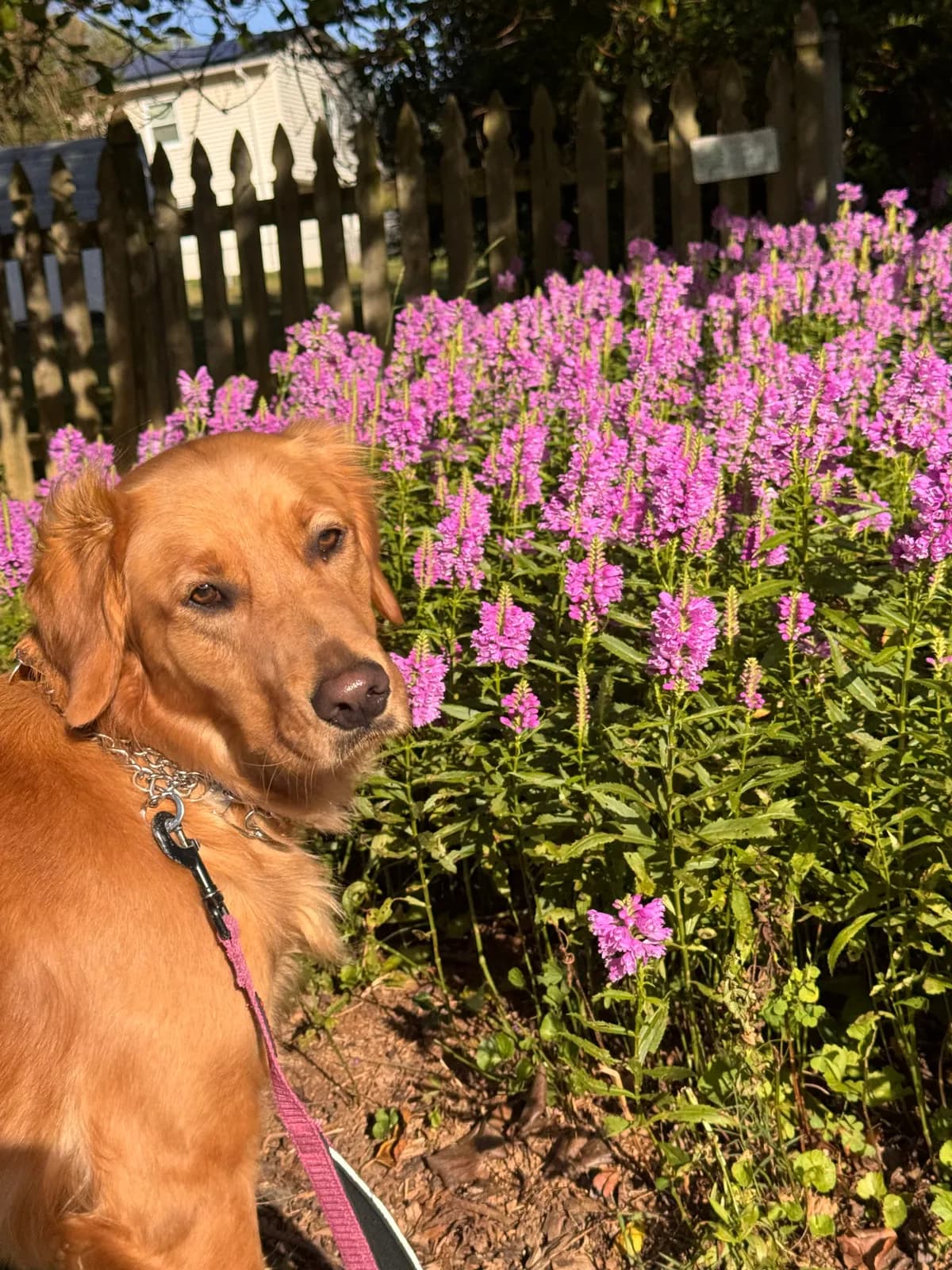 Luna, a golden retriever in Washington, DC