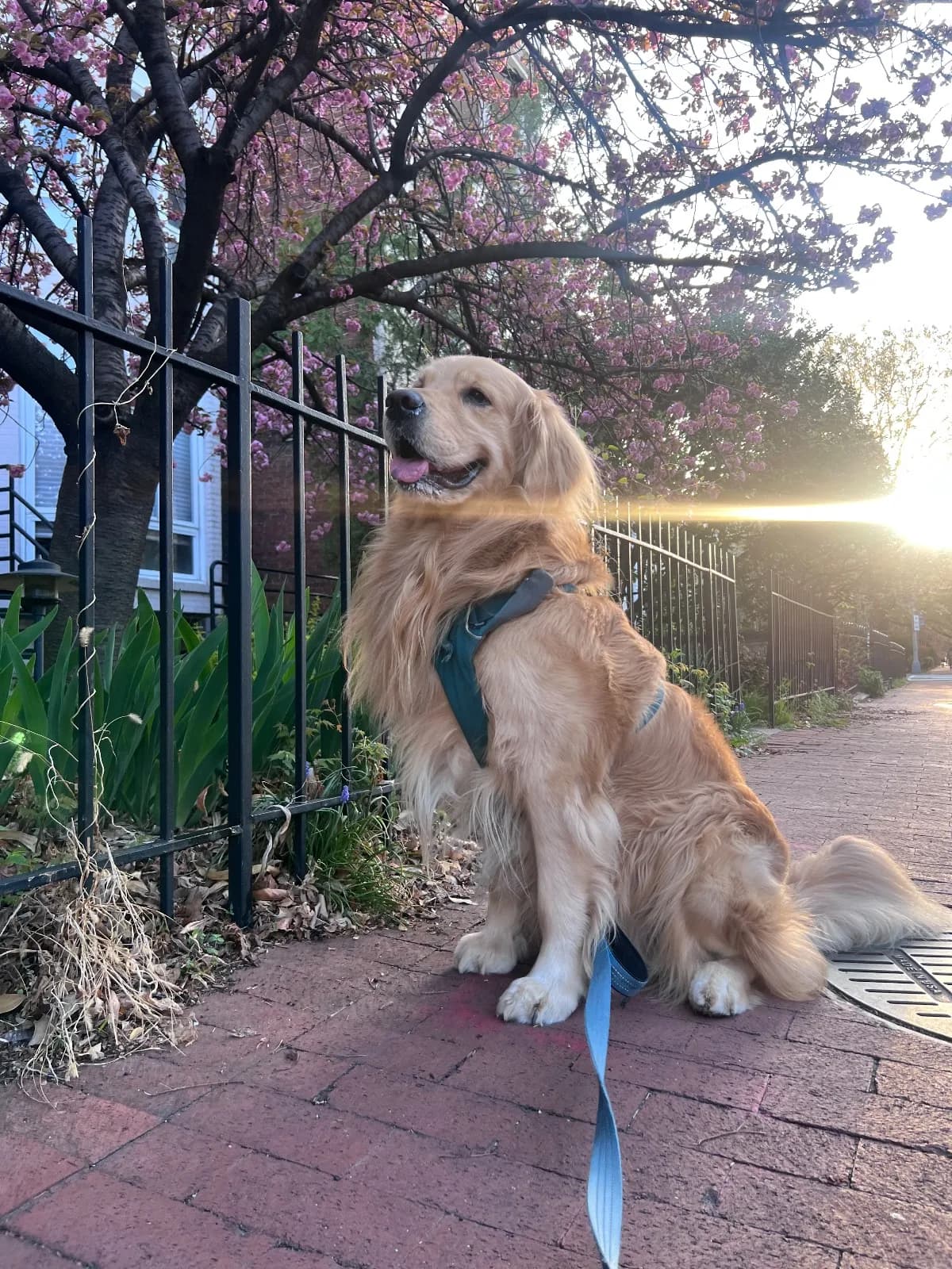 Buddy photo 4
