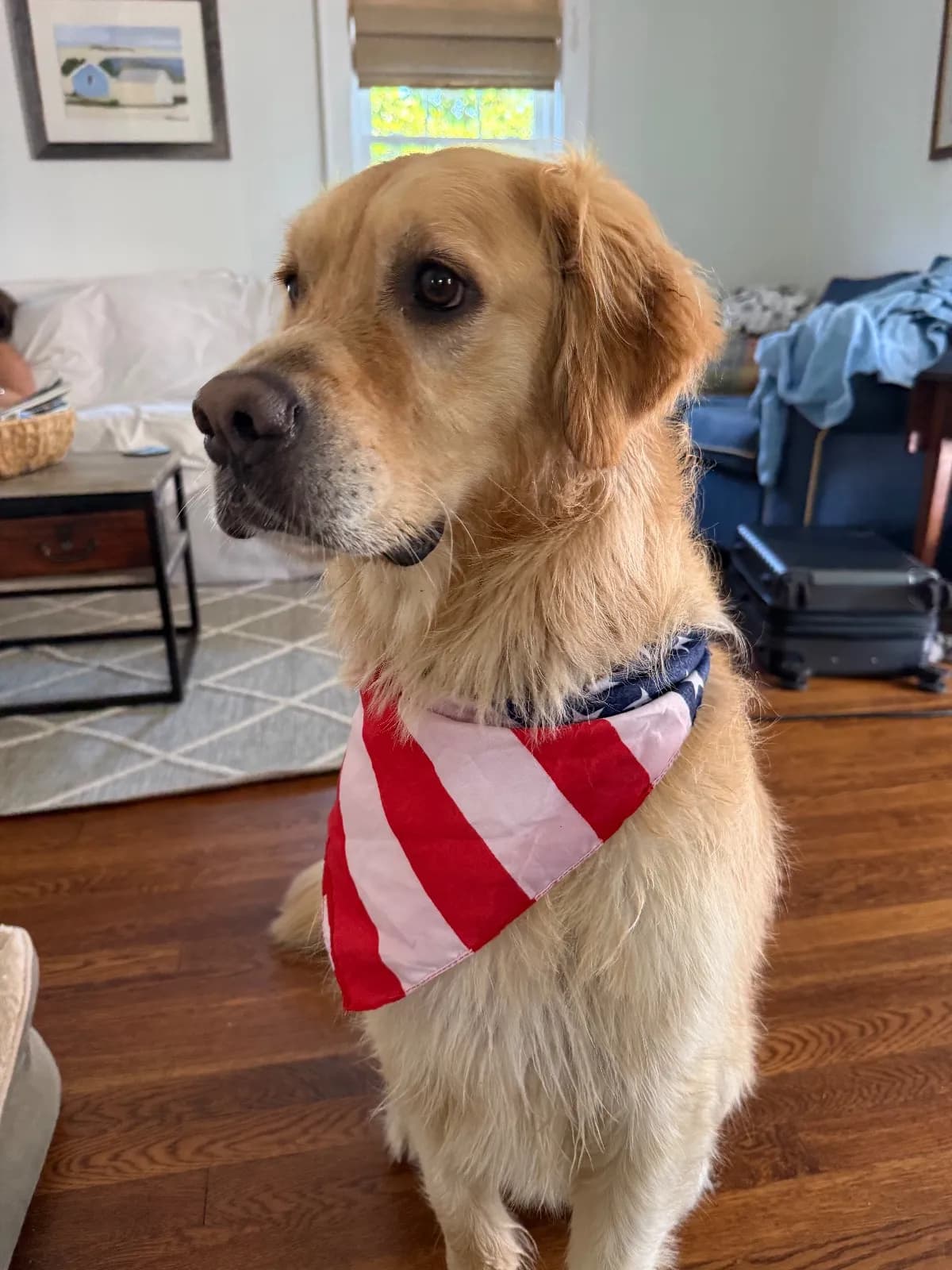 Marty, a golden retriever in Washington, DC