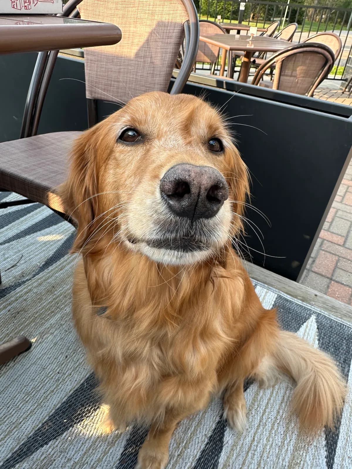 Photo 2 of Ruby, a golden retriever in Washington, DC