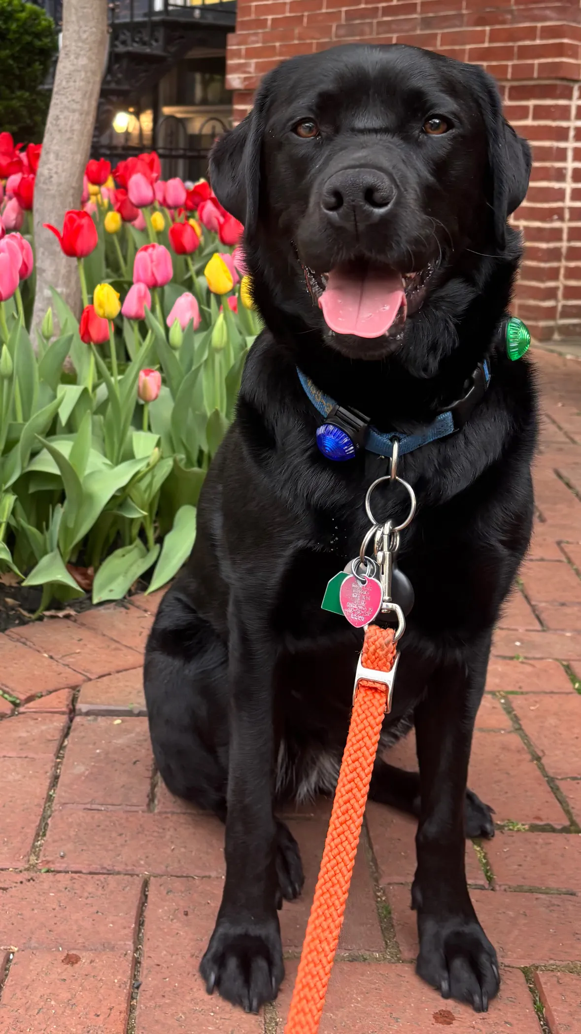 Char, a dog in 14th & U Streets/Logan Circle, DC
