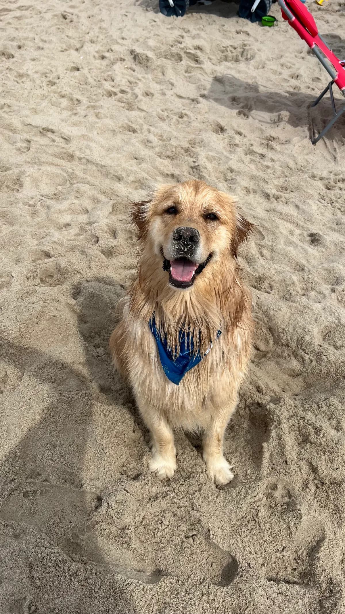 Bentley, a golden retriever in Washington, DC