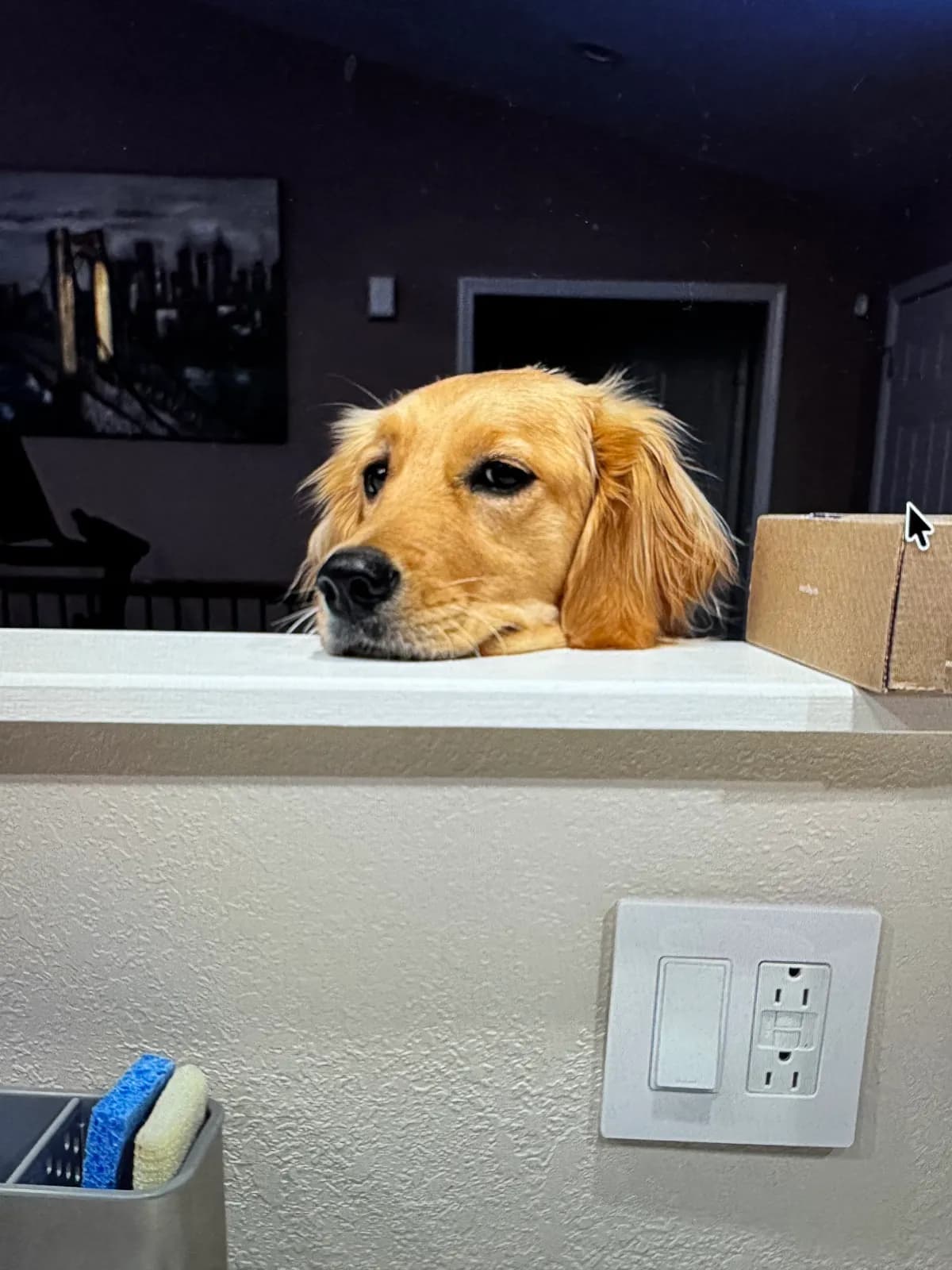 Photo 5 of Piper, a golden retriever in Washington, DC