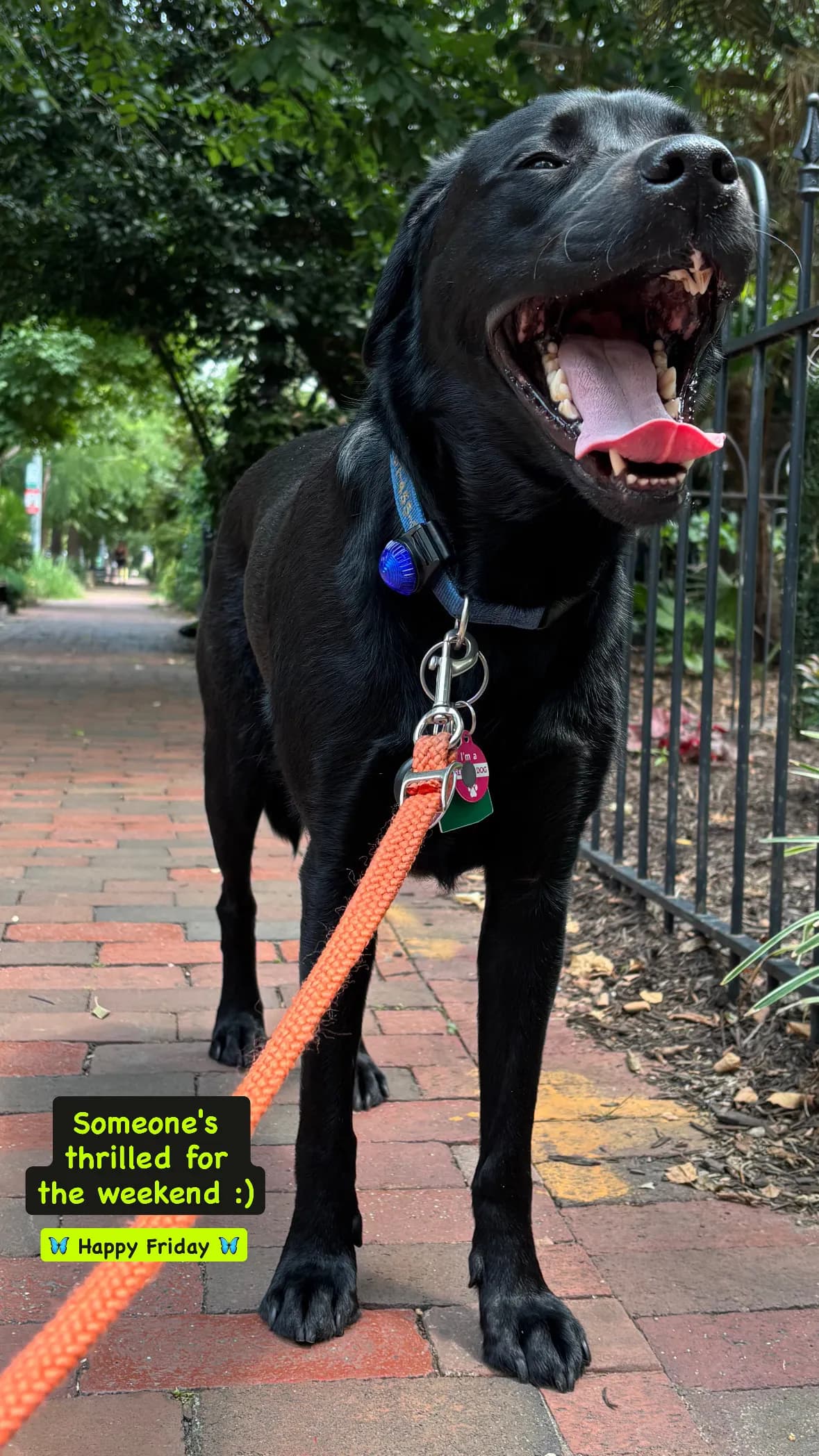 Char, a dog in 14th & U Streets/Logan Circle, DC