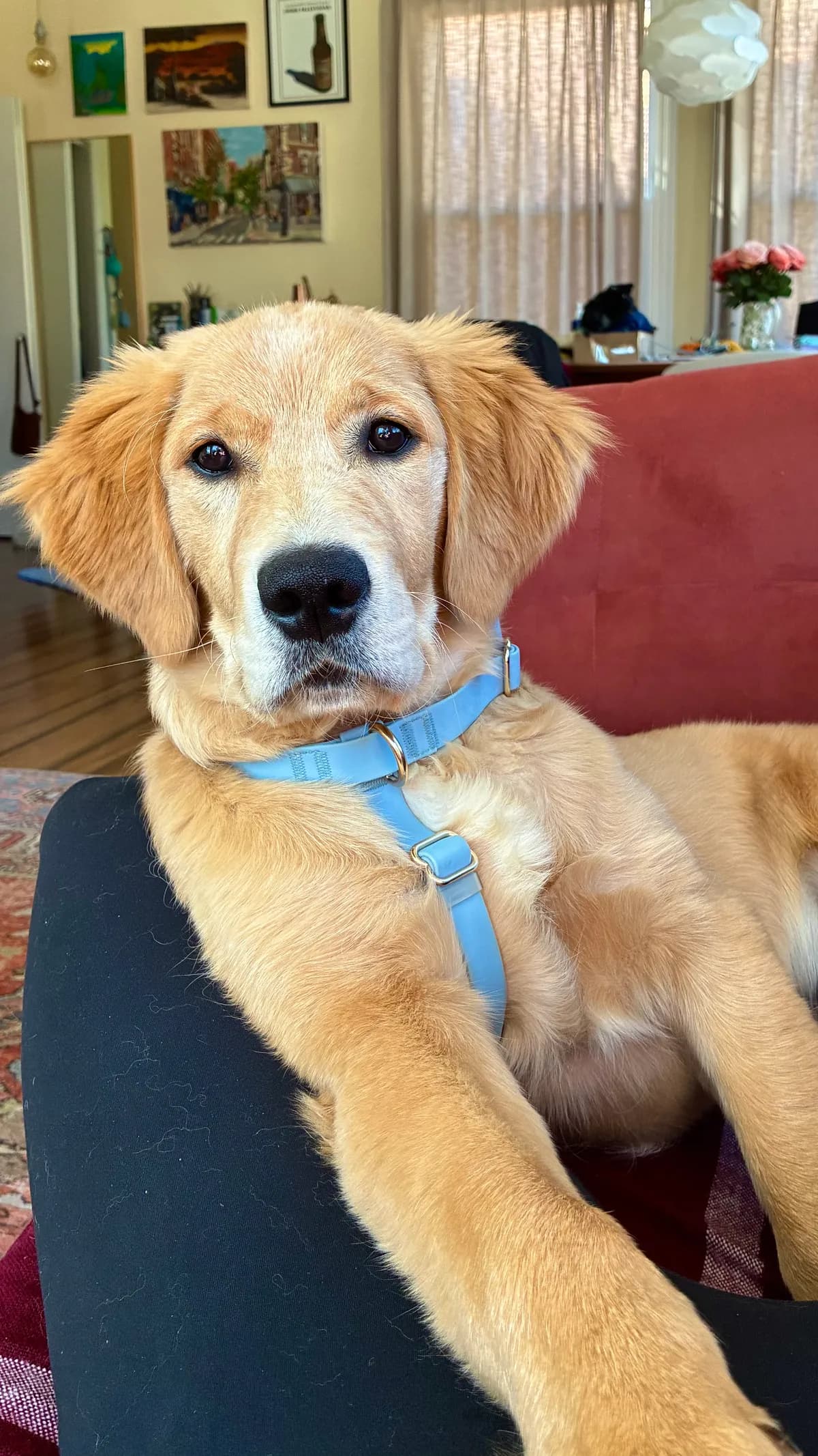 Leo