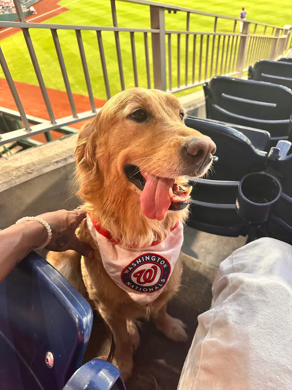 Photo 3 of Izzy, a golden retriever in Washington, DC