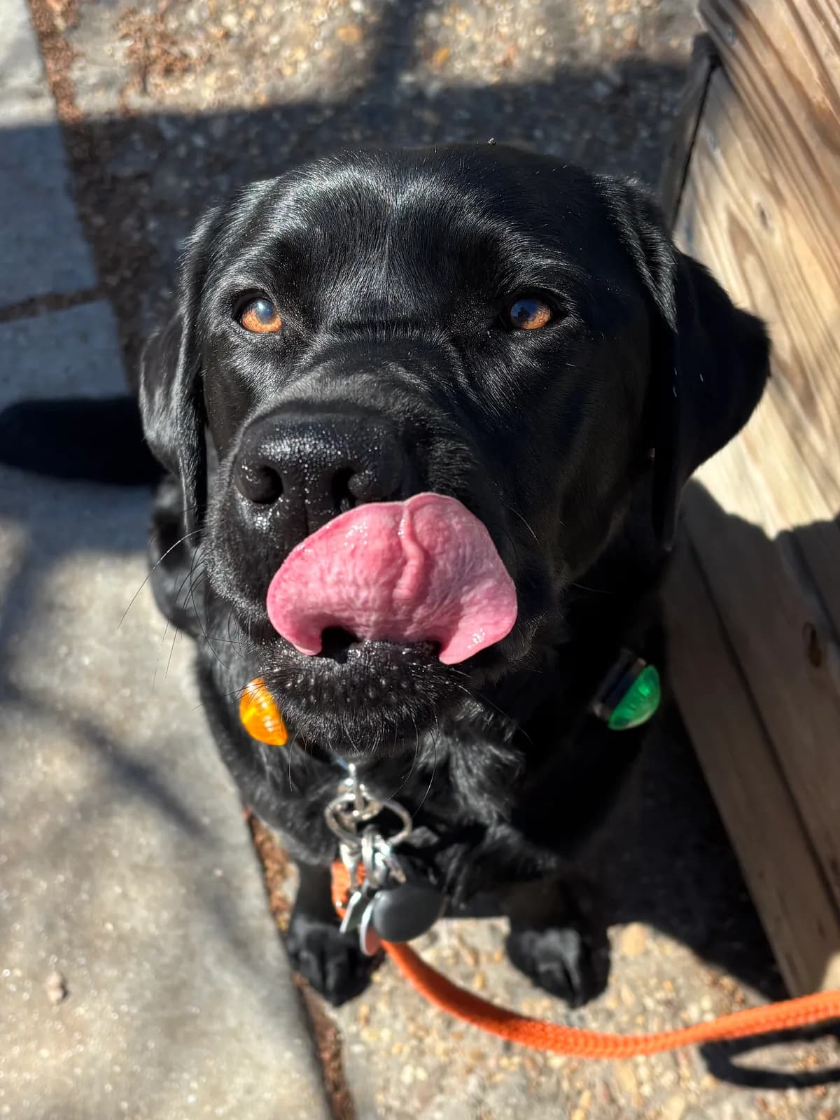 Char, a dog in 14th & U Streets/Logan Circle, DC