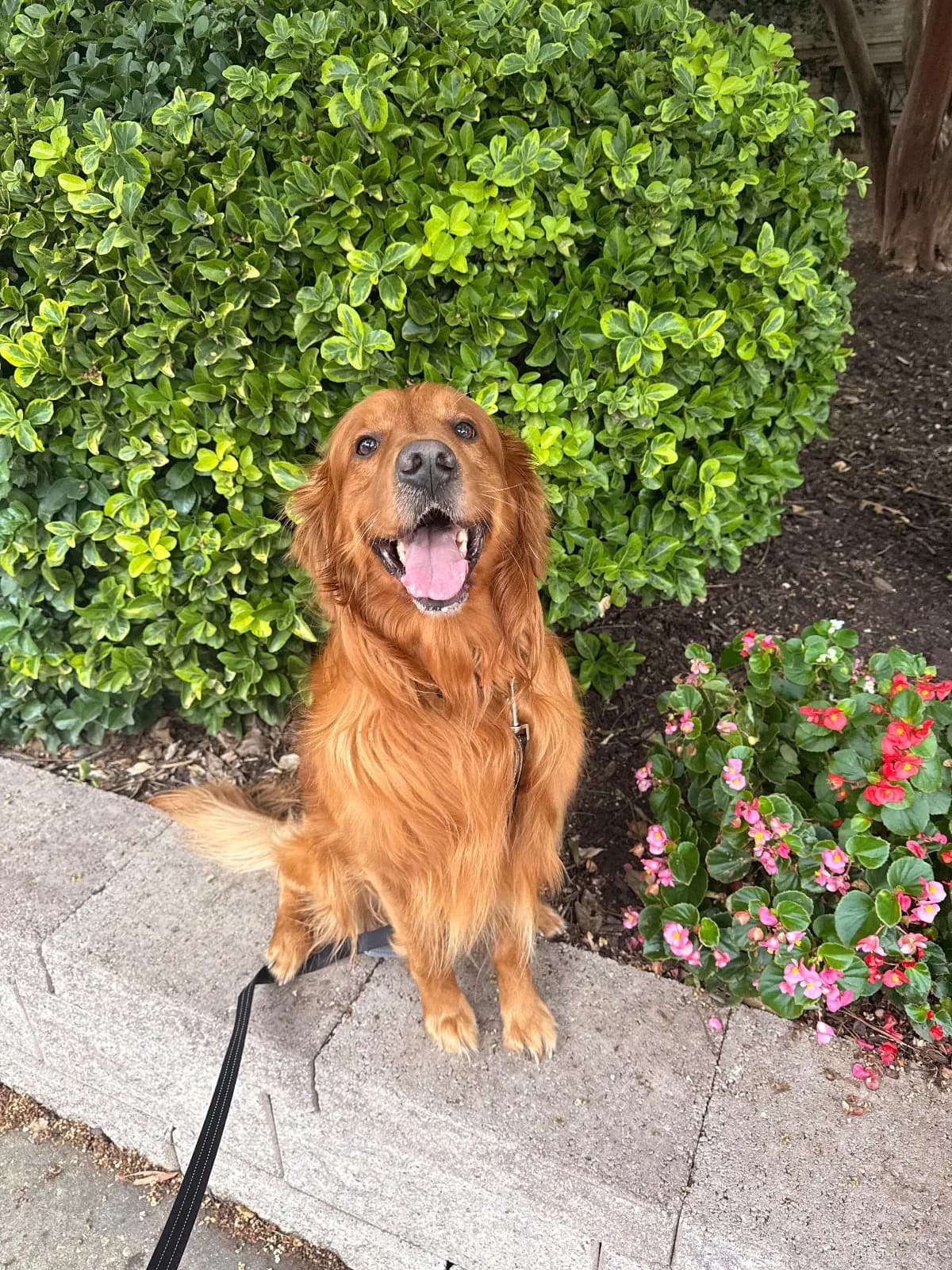 Coky, a golden retriever in 14th & U Streets/Logan Circle, DC