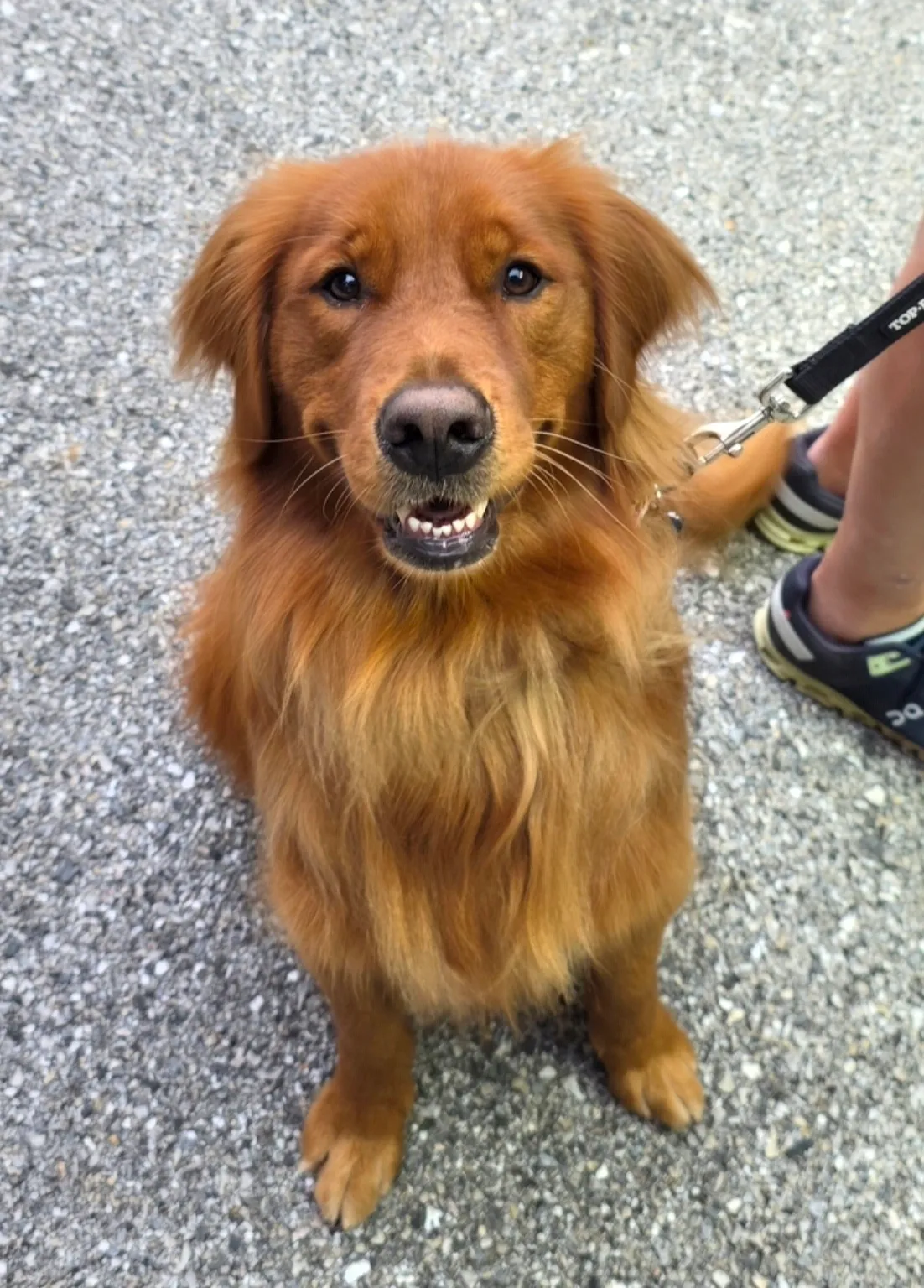 Leo, a golden retriever in Washington, DC